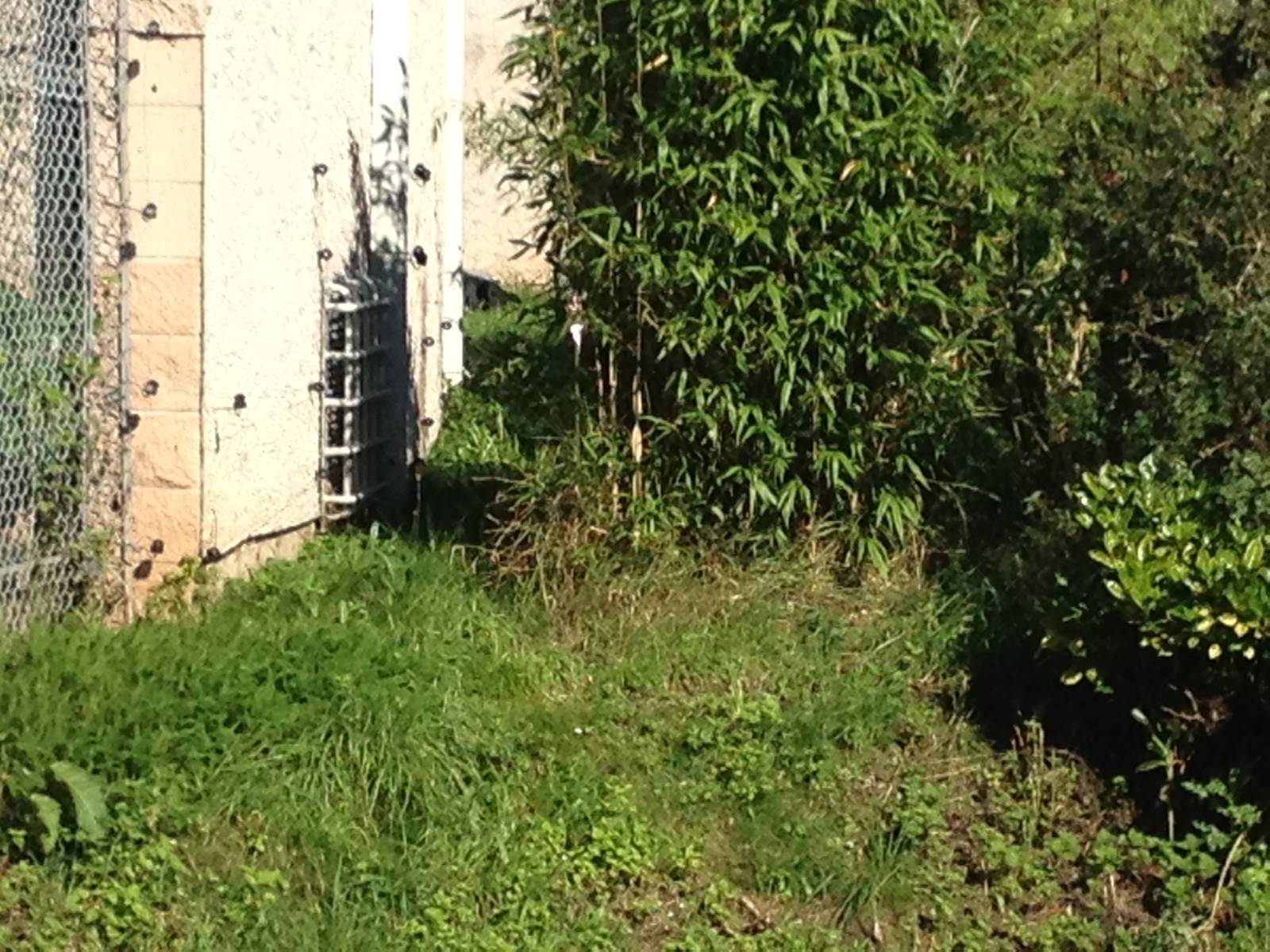 Chester Zoo Visit 30 August 2012 Black Jaguar