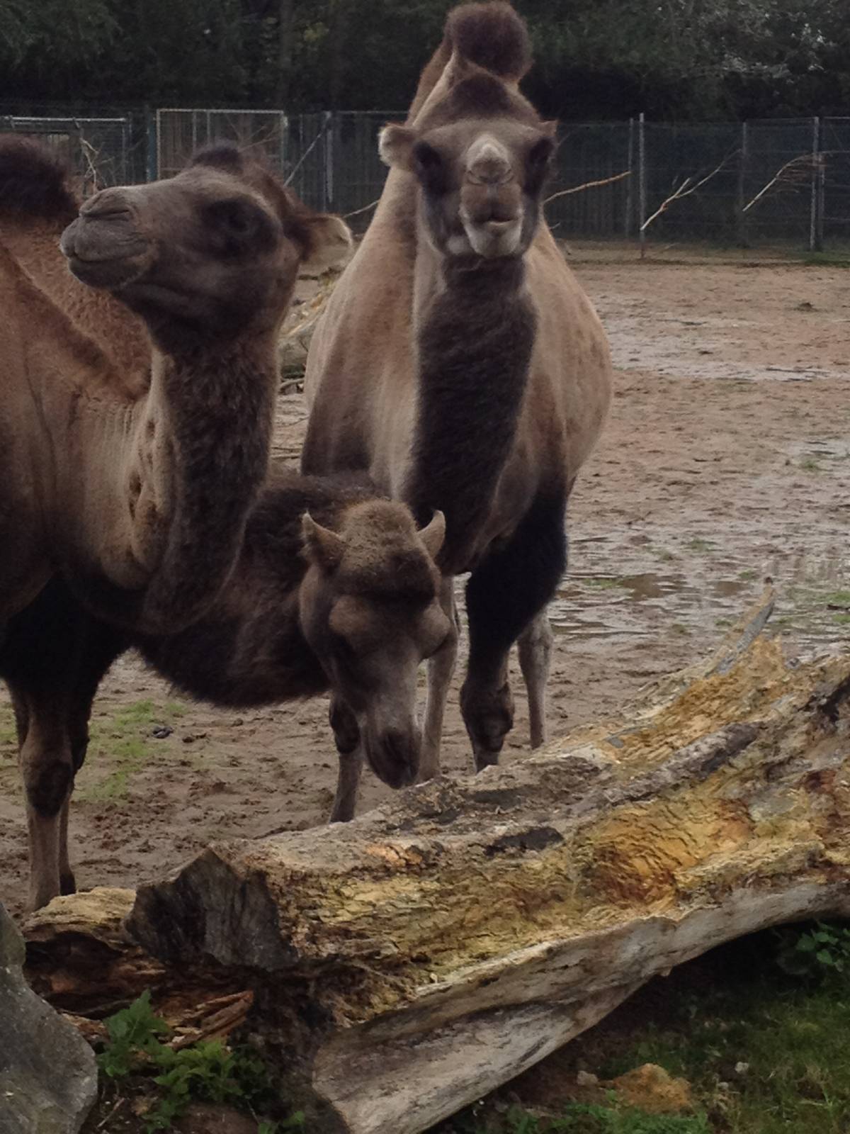 Chester Zoo Visit 30 August 2012 Camels