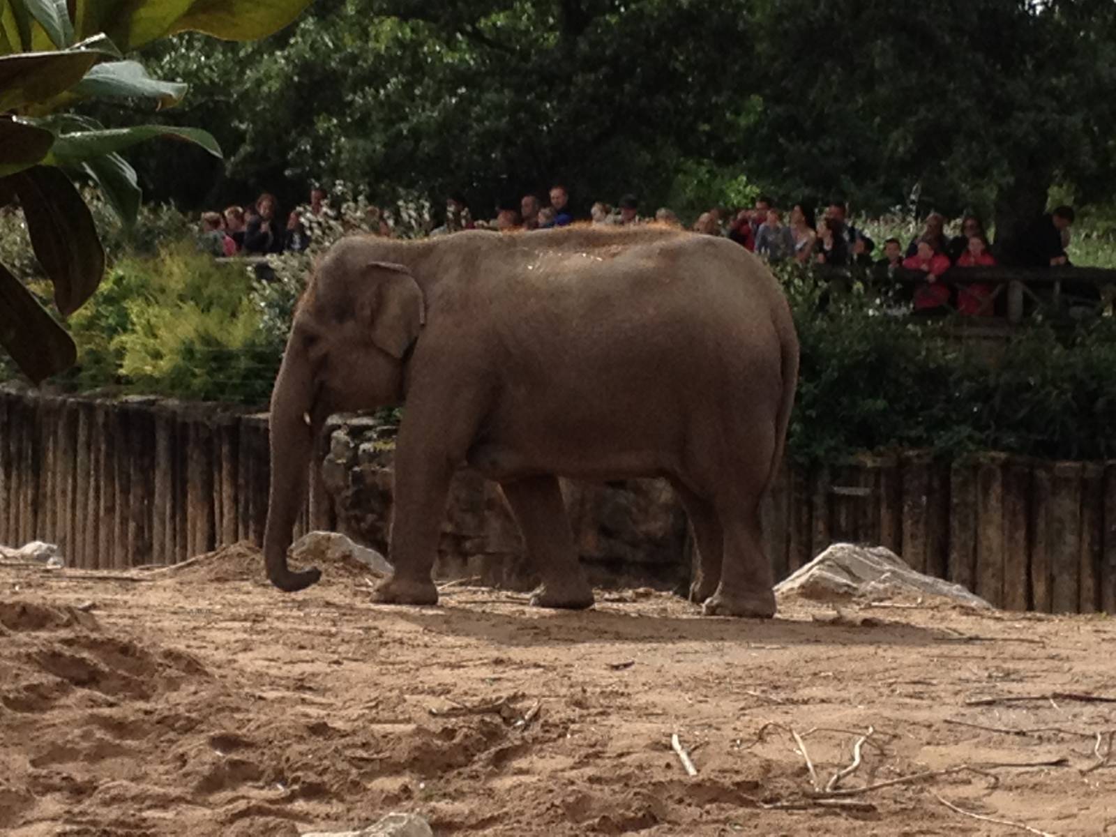 Chester Zoo Visit 30 August 2012 Elephant