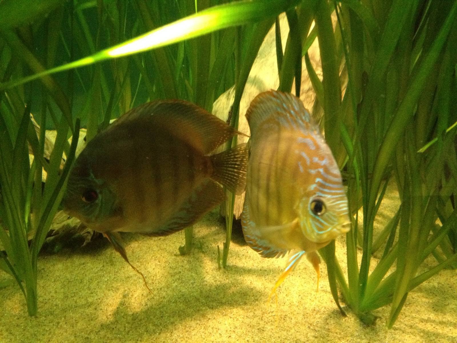 Chester Zoo Visit 30 August 2012 Fish 2