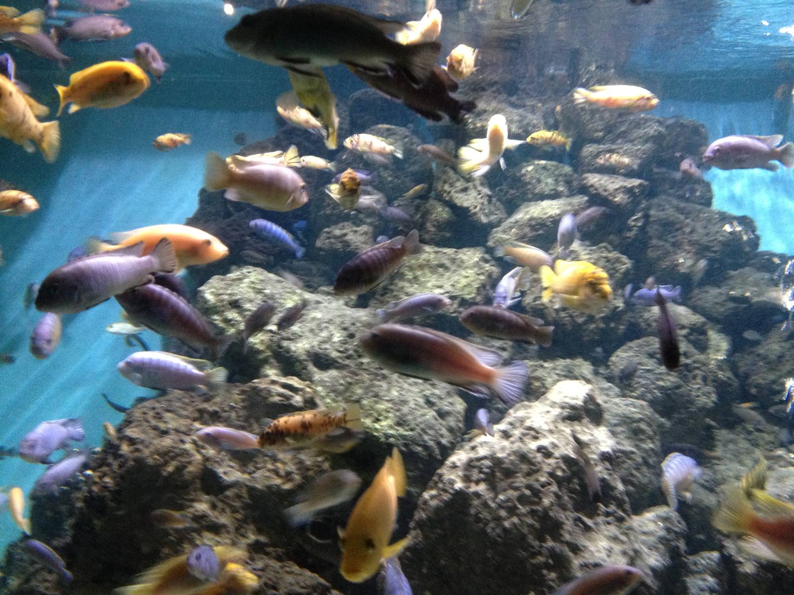 Chester Zoo Visit 30 August 2012 Fish 3