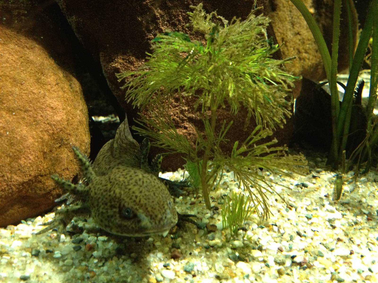 Chester Zoo Visit 30 August 2012 Fish 3