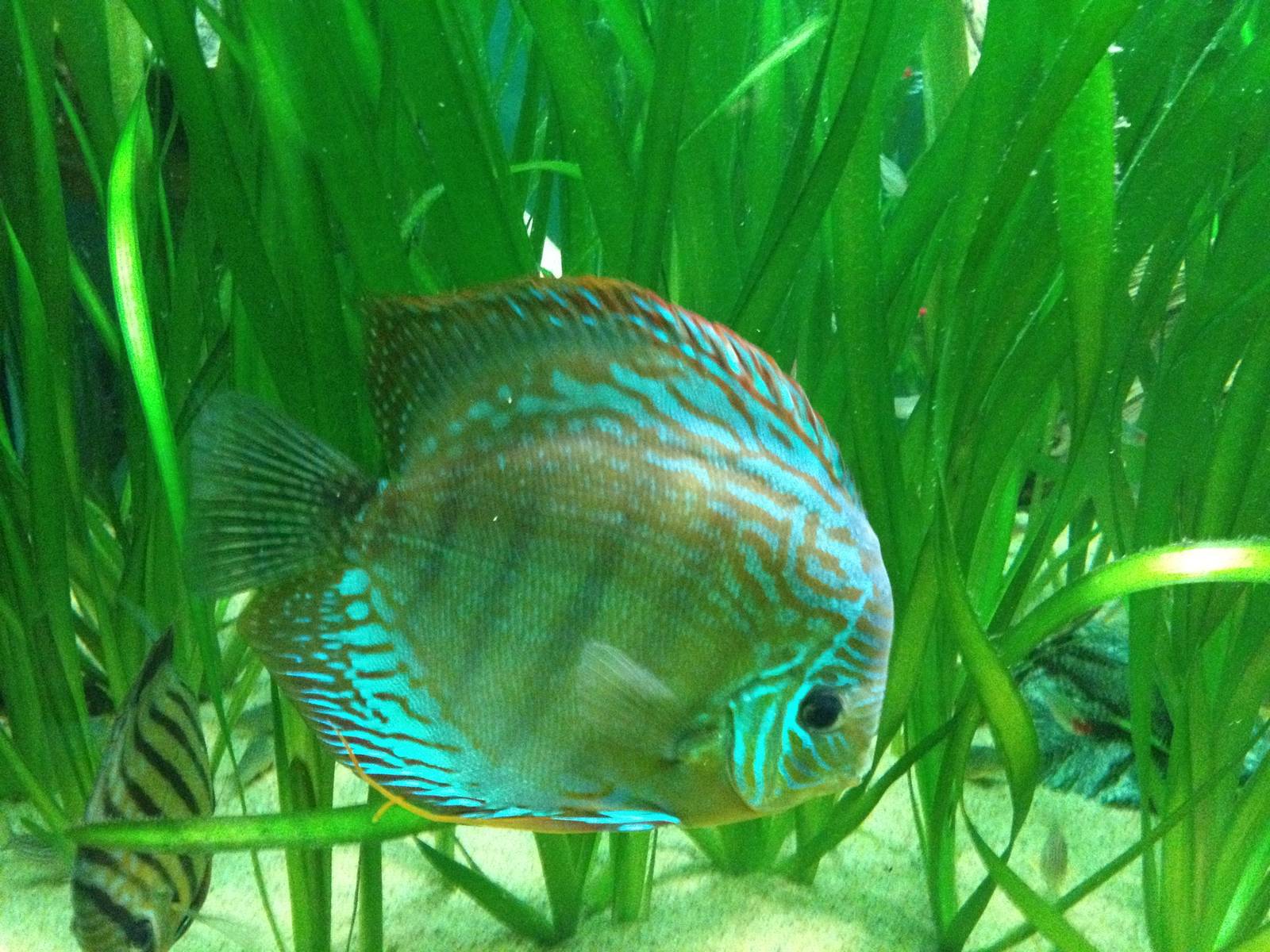 Chester Zoo Visit 30 August 2012 Fish