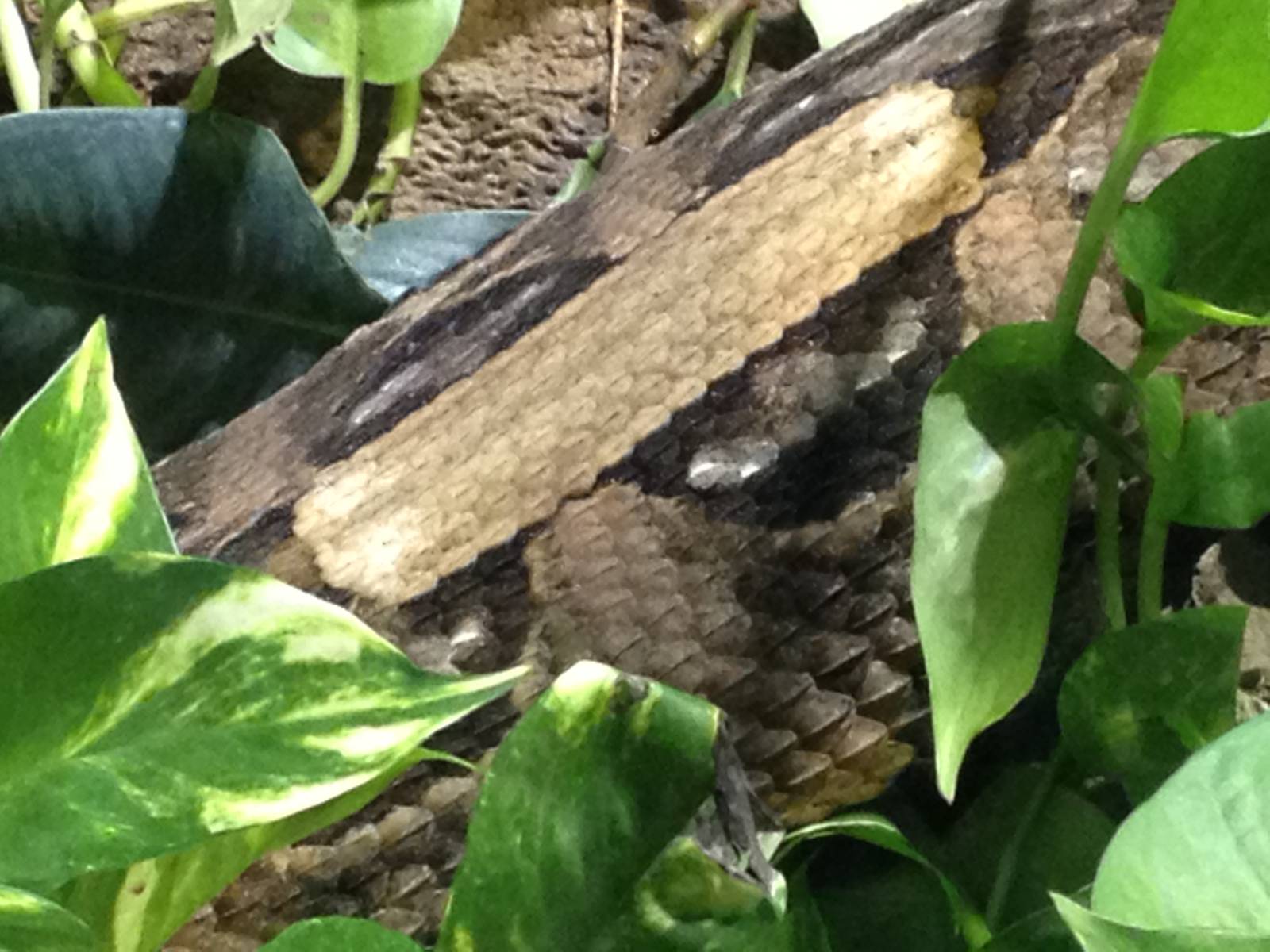 Chester Zoo Visit 30 August 2012 Gaboon Viper