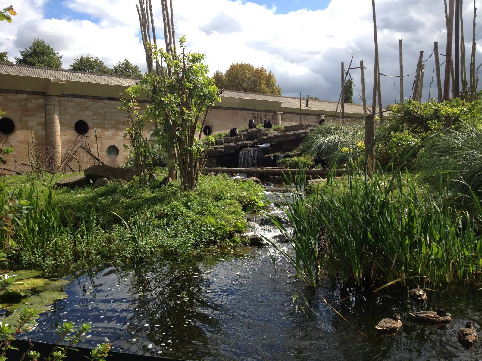 Chester Zoo Visit 30 August 2012 Monkey Islands