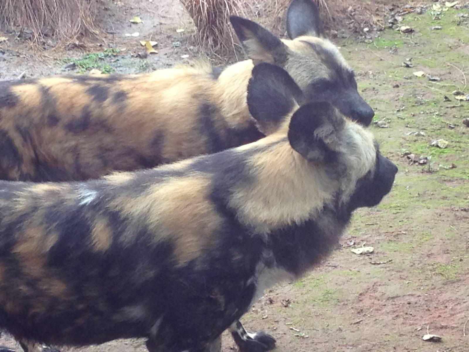 Chester Zoo Visit 30 August 2012 Painted Dogs 2