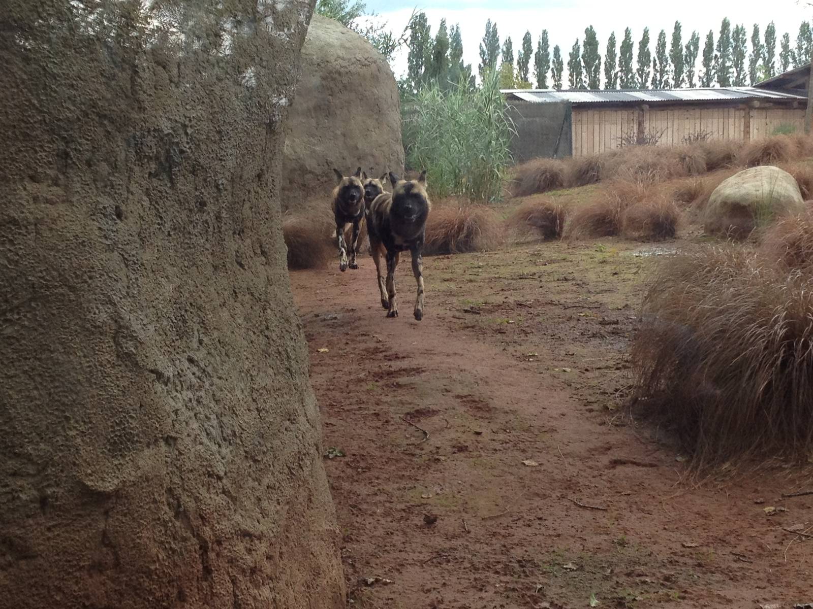 Chester Zoo Visit 30 August 2012 Painted Dogs