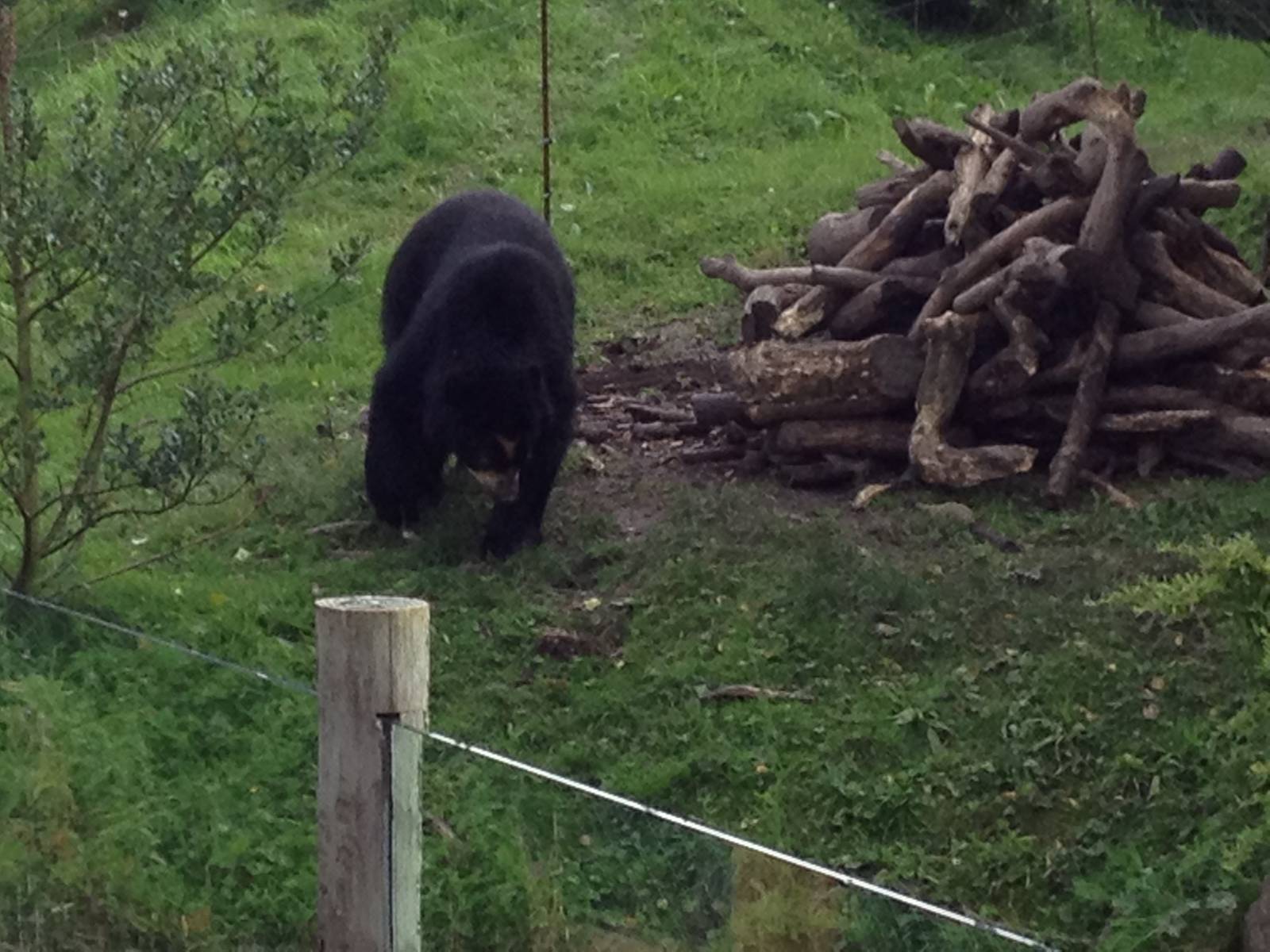 Chester Zoo Visit 30 August 2012 Spectacled Bear