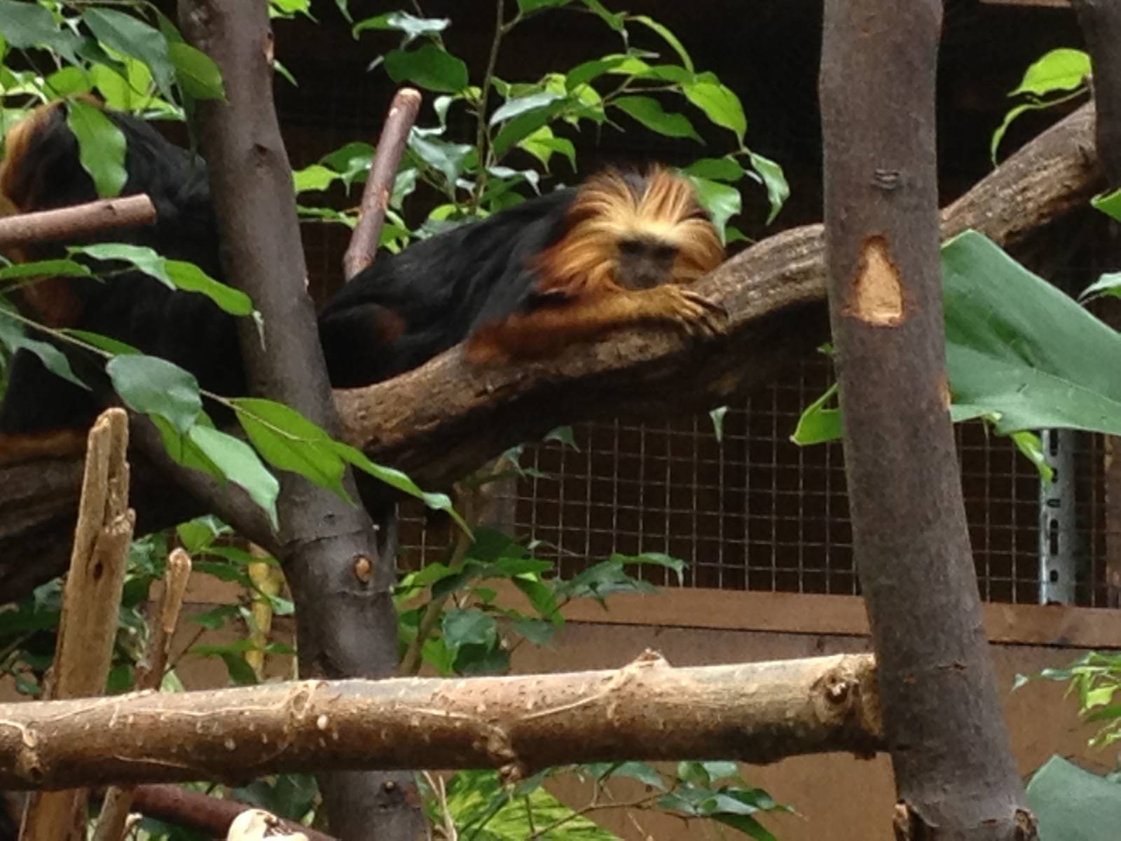 Chester Zoo Visit 30 August 2012 Tamarin