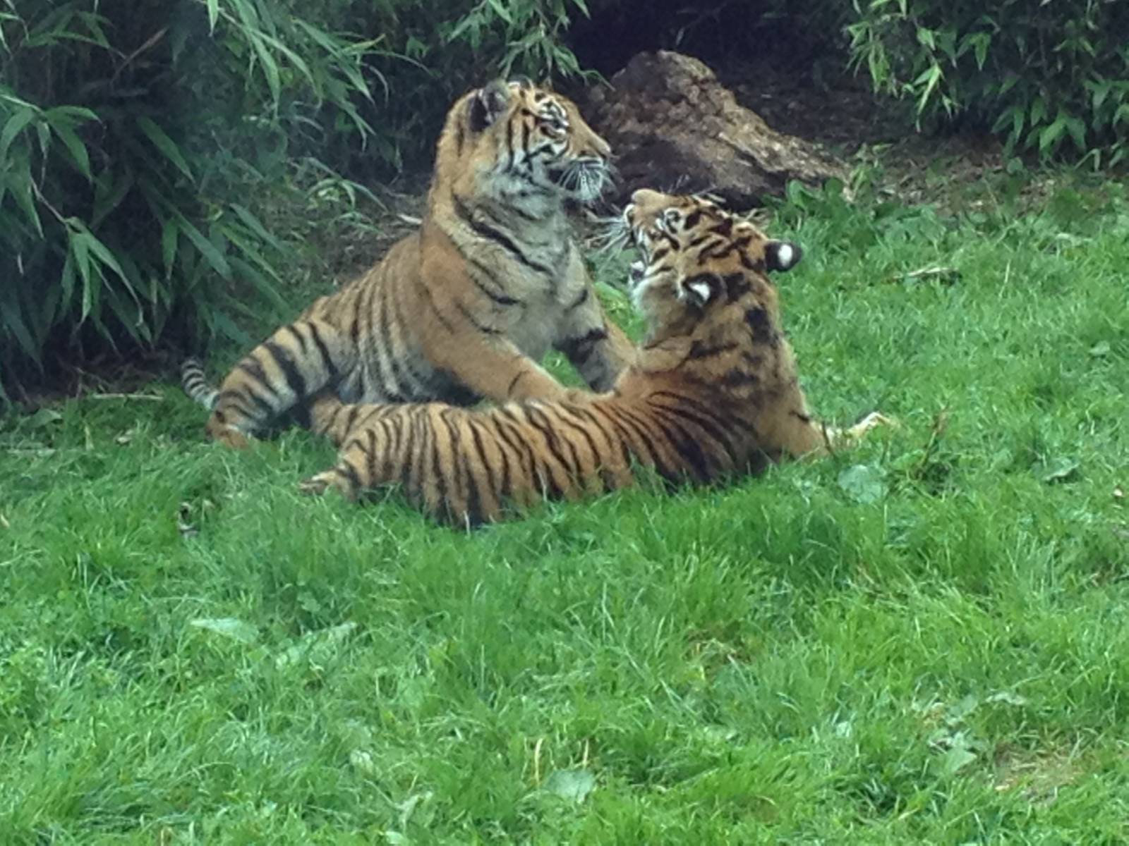 Chester Zoo Visit 30 August 2012 Tiger Cubs