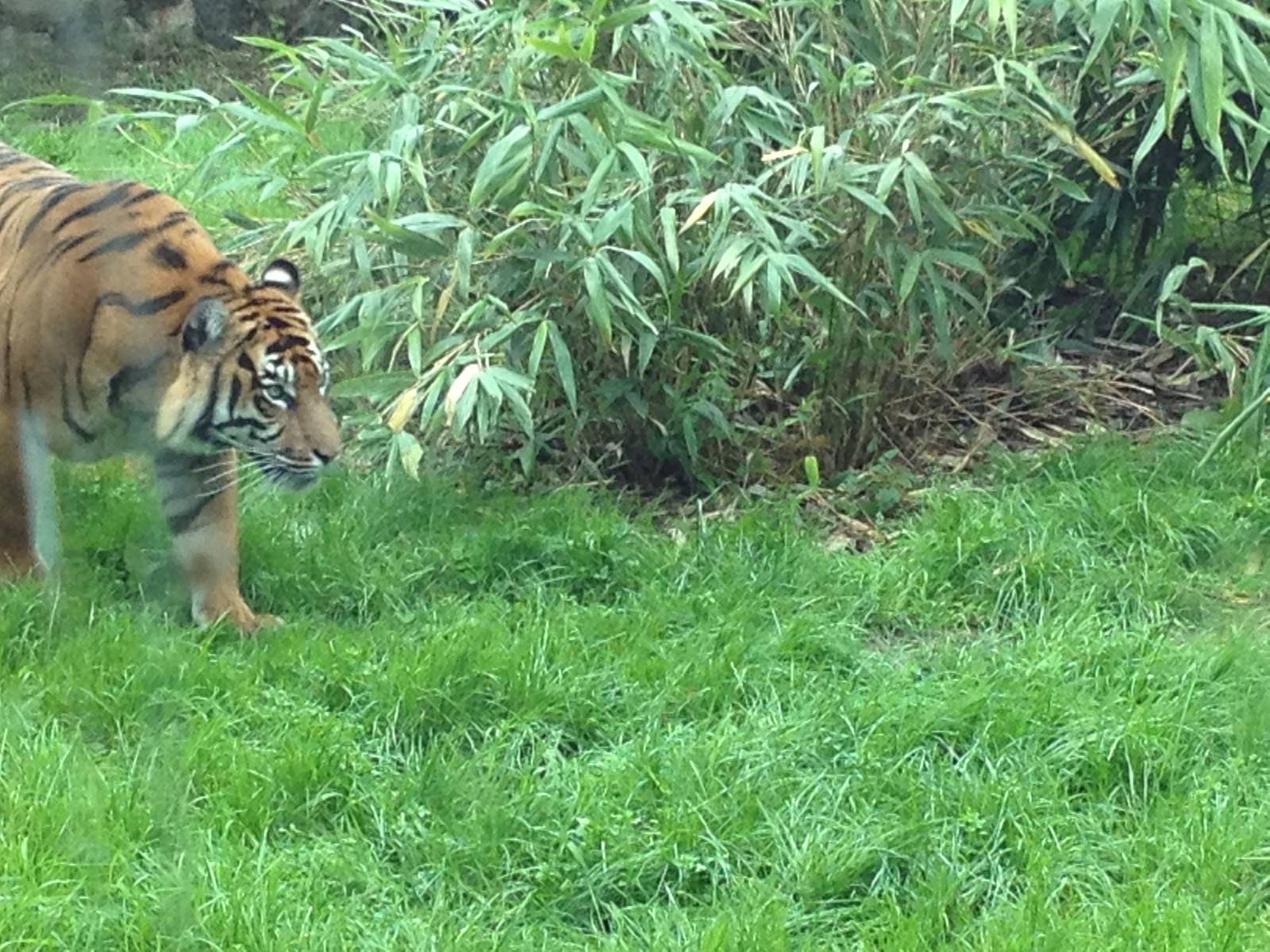Chester Zoo Visit 30 August 2012 Tiger