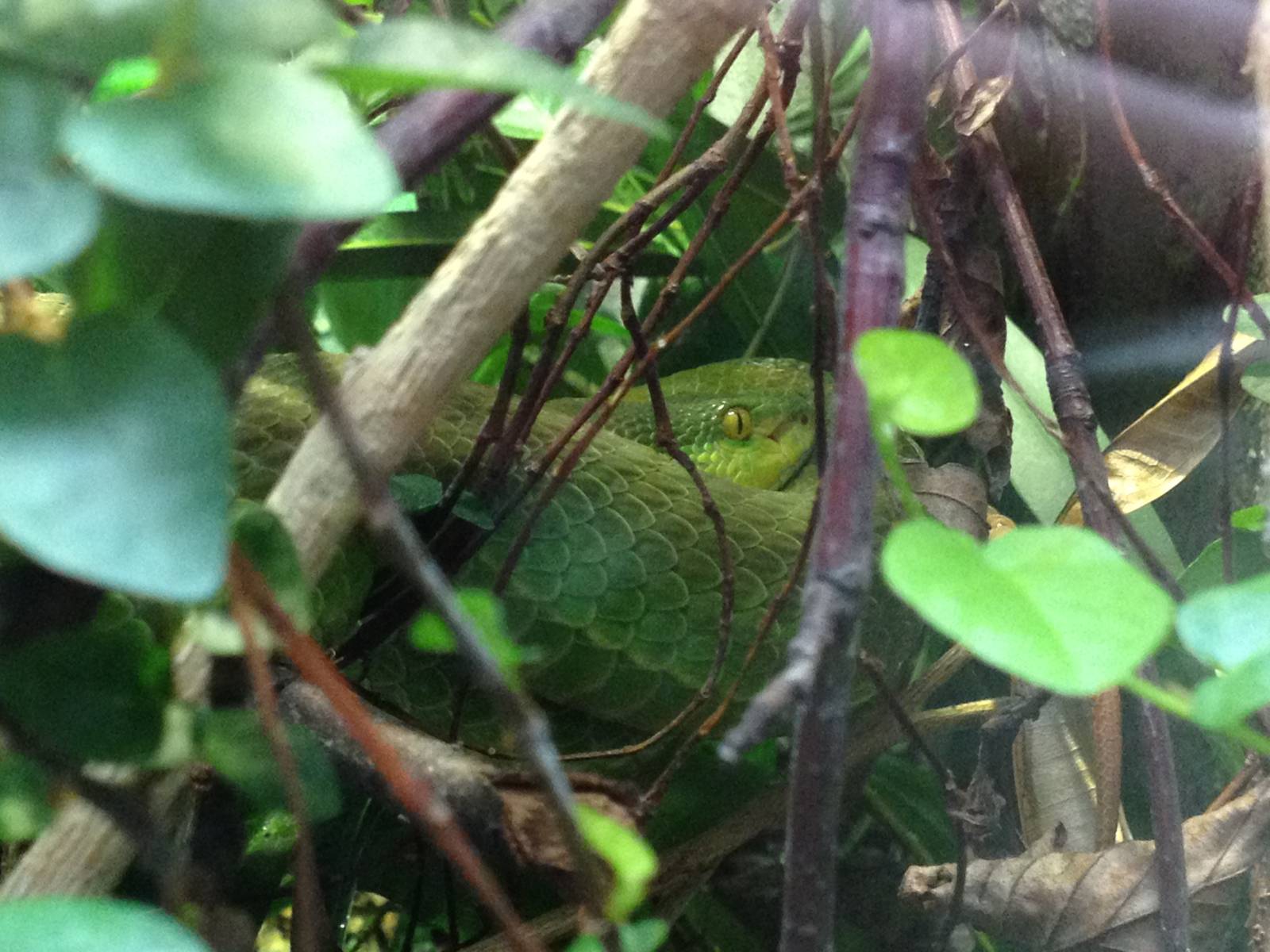 Chester Zoo Visit 30 August 2012 Viper