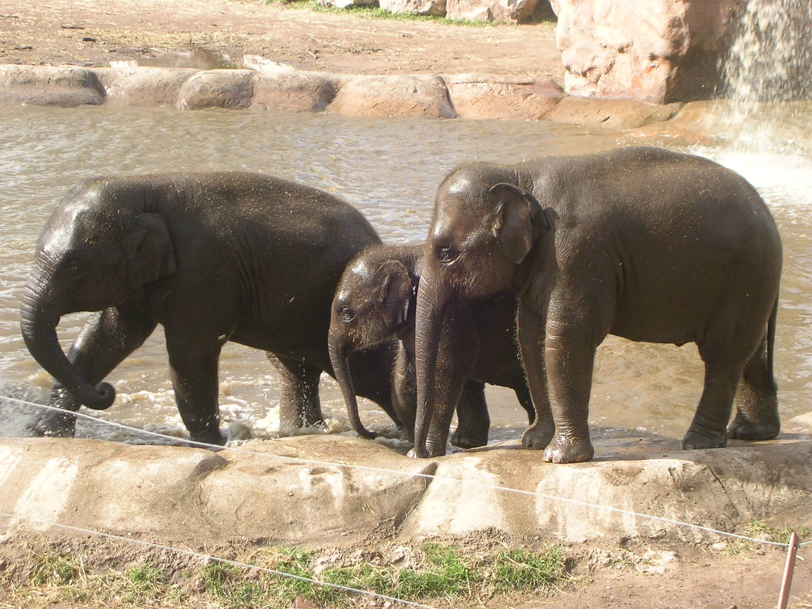 Chester Zoo