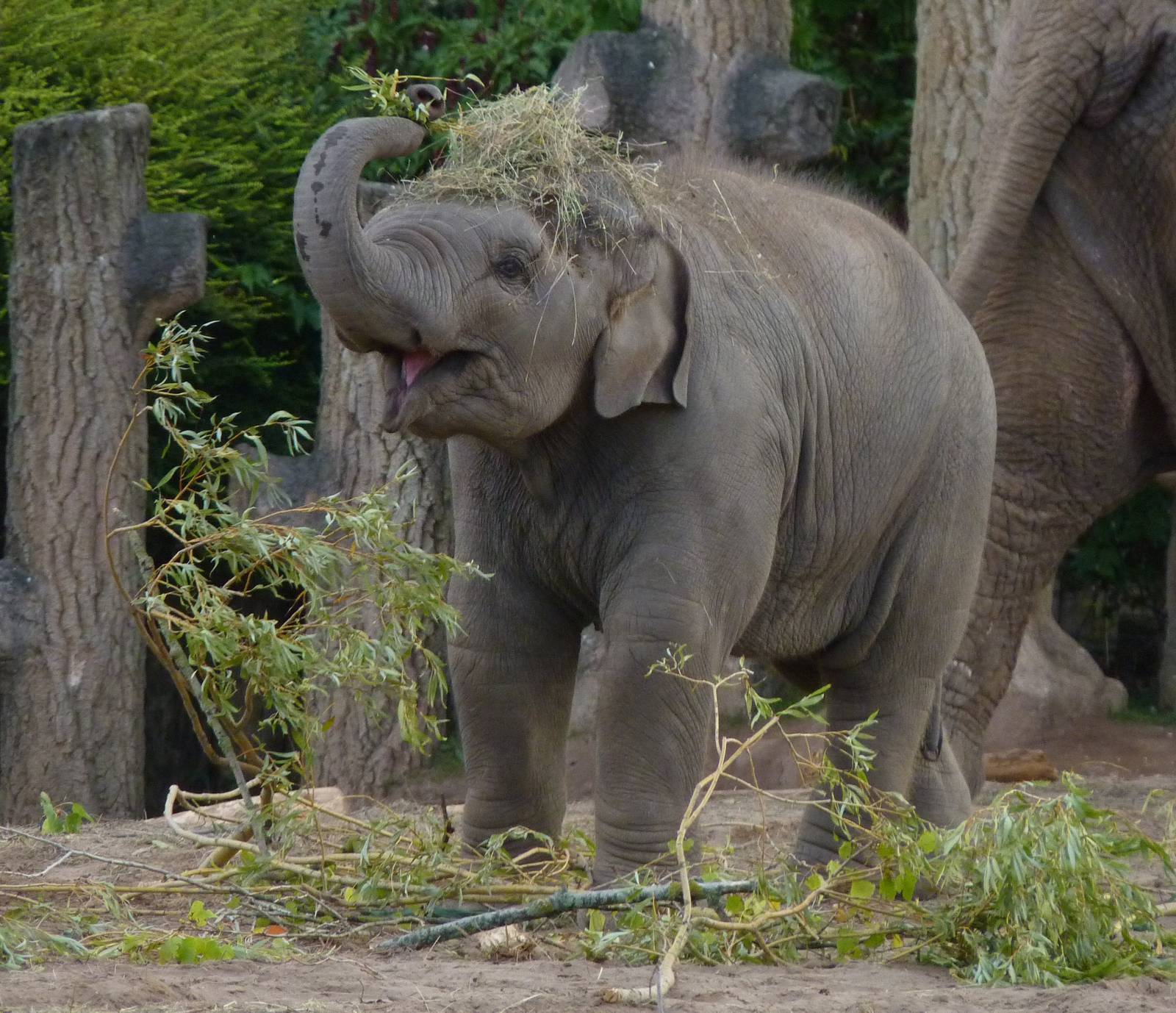 Chester Zoo's baby Elephant