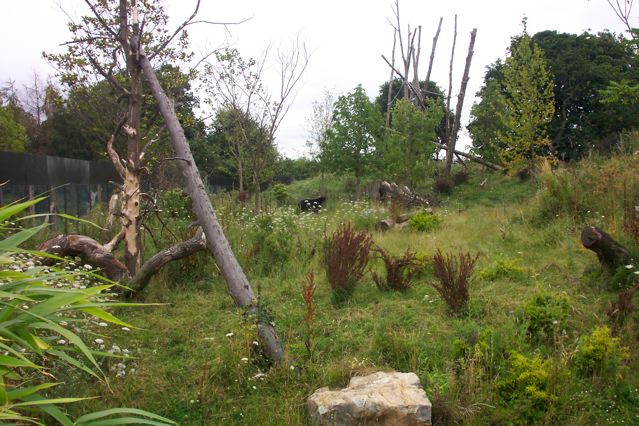Chester zoo's Bear exhibit
