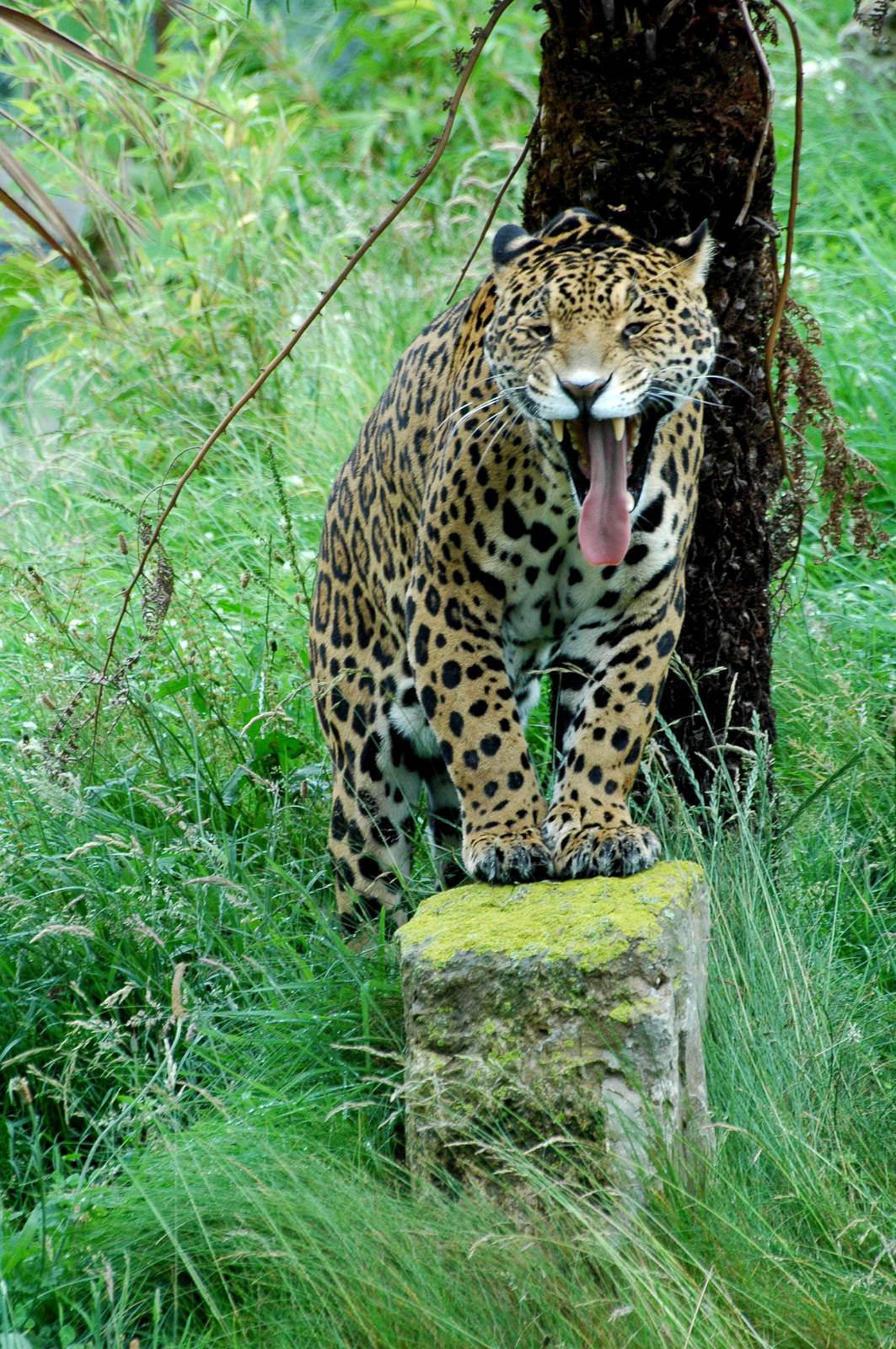 Chester Zoo's Jaguar