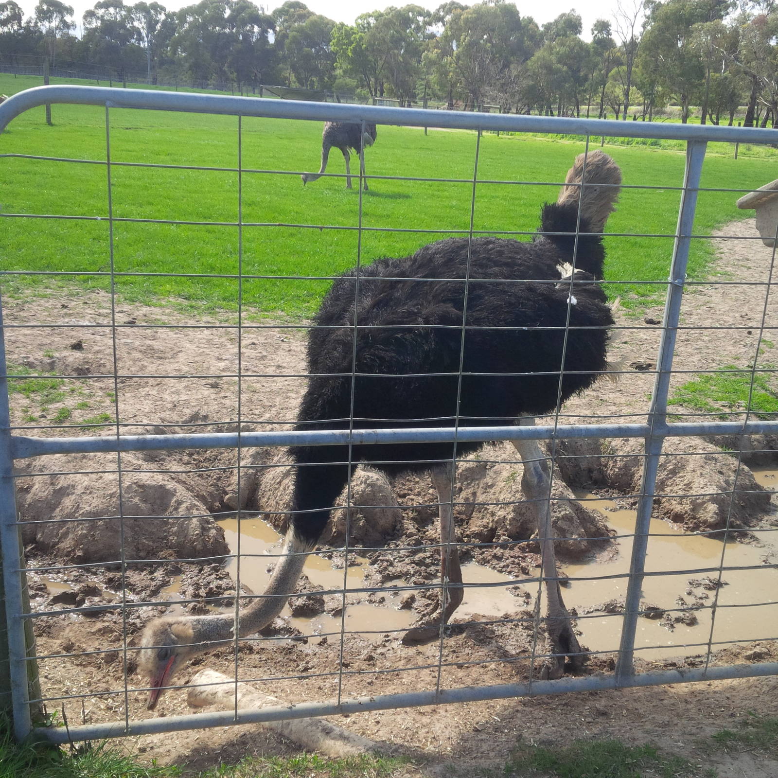 Chesterfield Farm, VIC