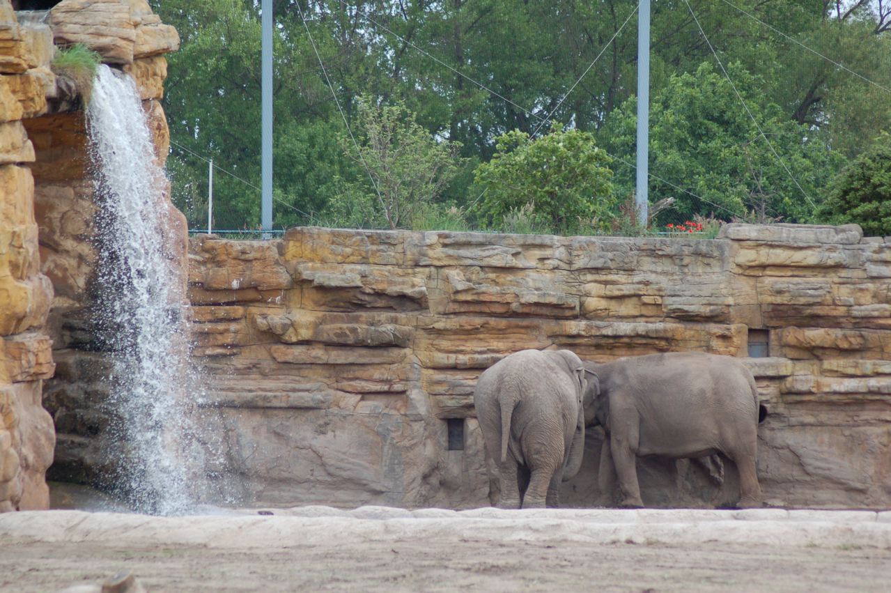 Chester's elephant exhibit