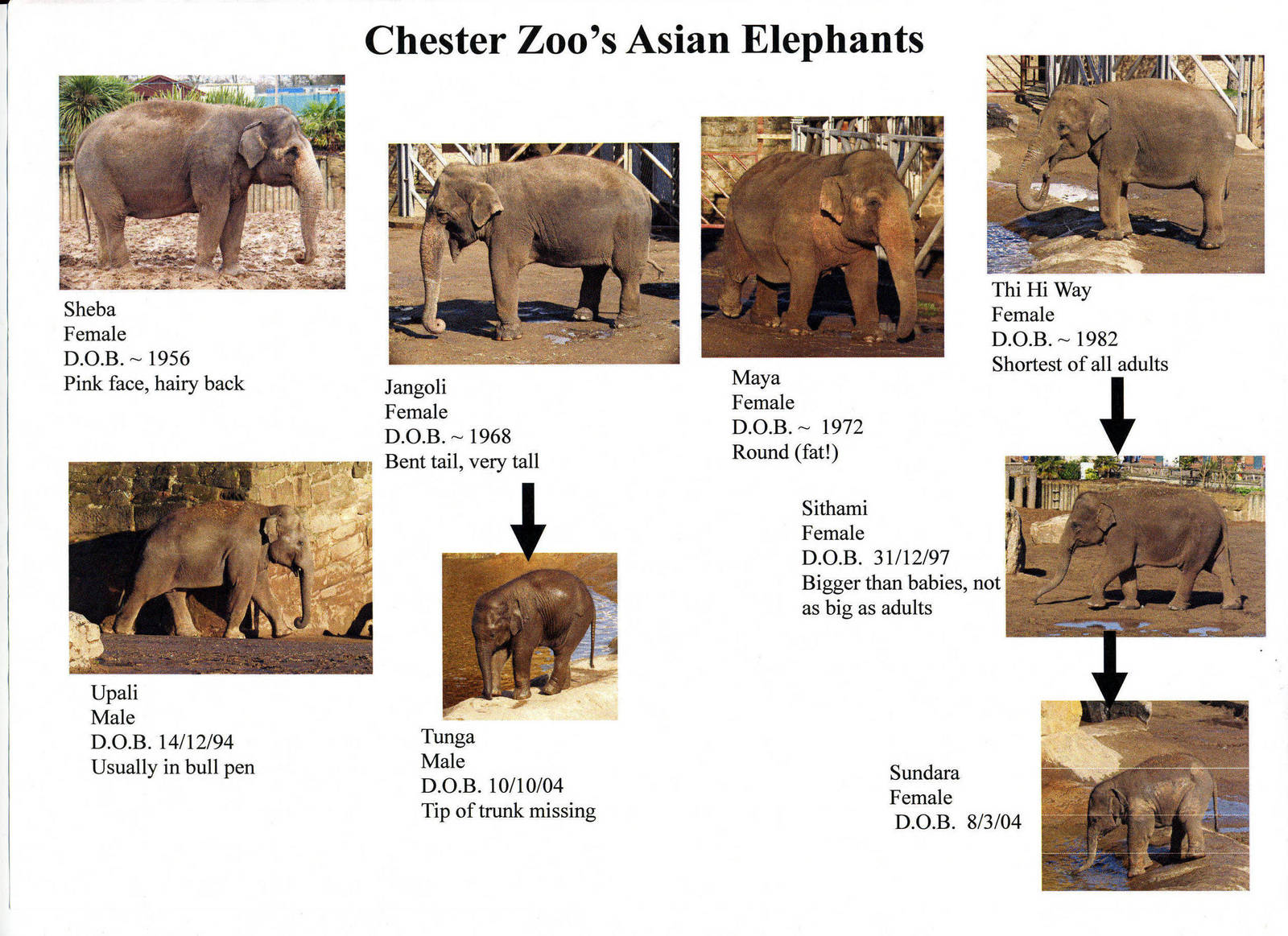 Chester's Elephant herd