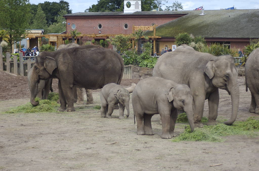 Chester's Elephant herd