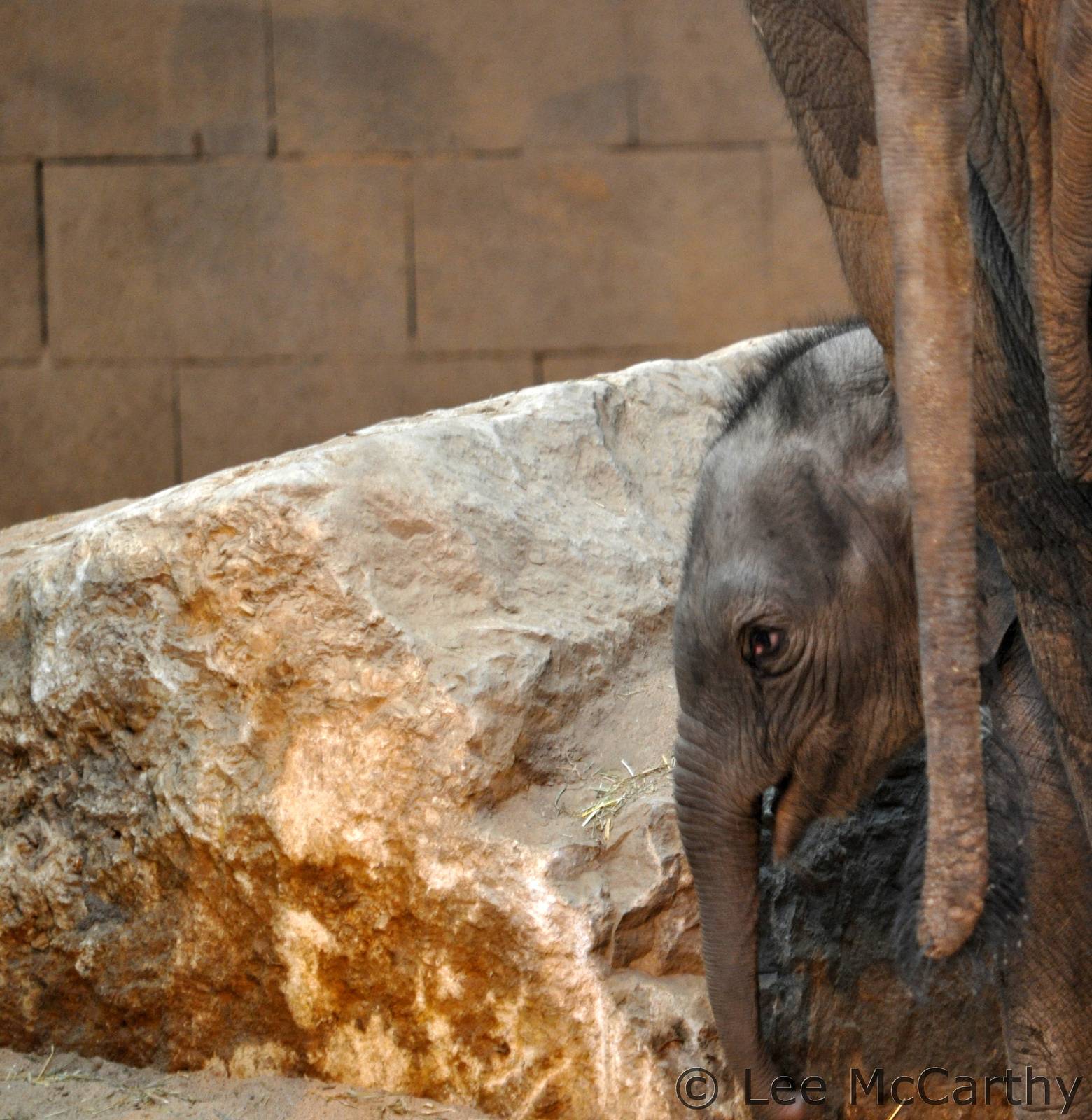 Chester's Latest Elephant Calf