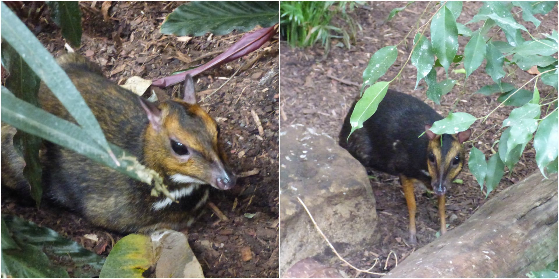 Chester's Mouse Deer Pair in the Tropical Realm