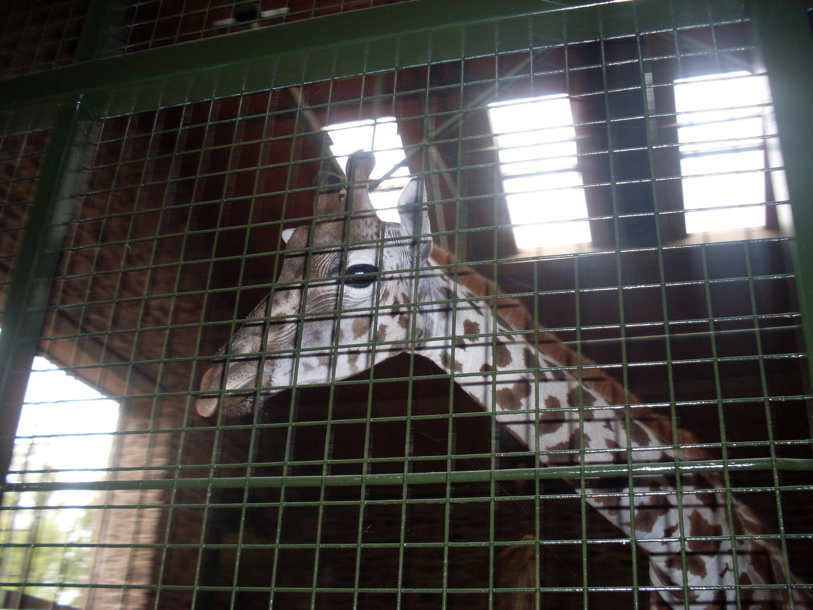 Chester's new Giraffe - Faida