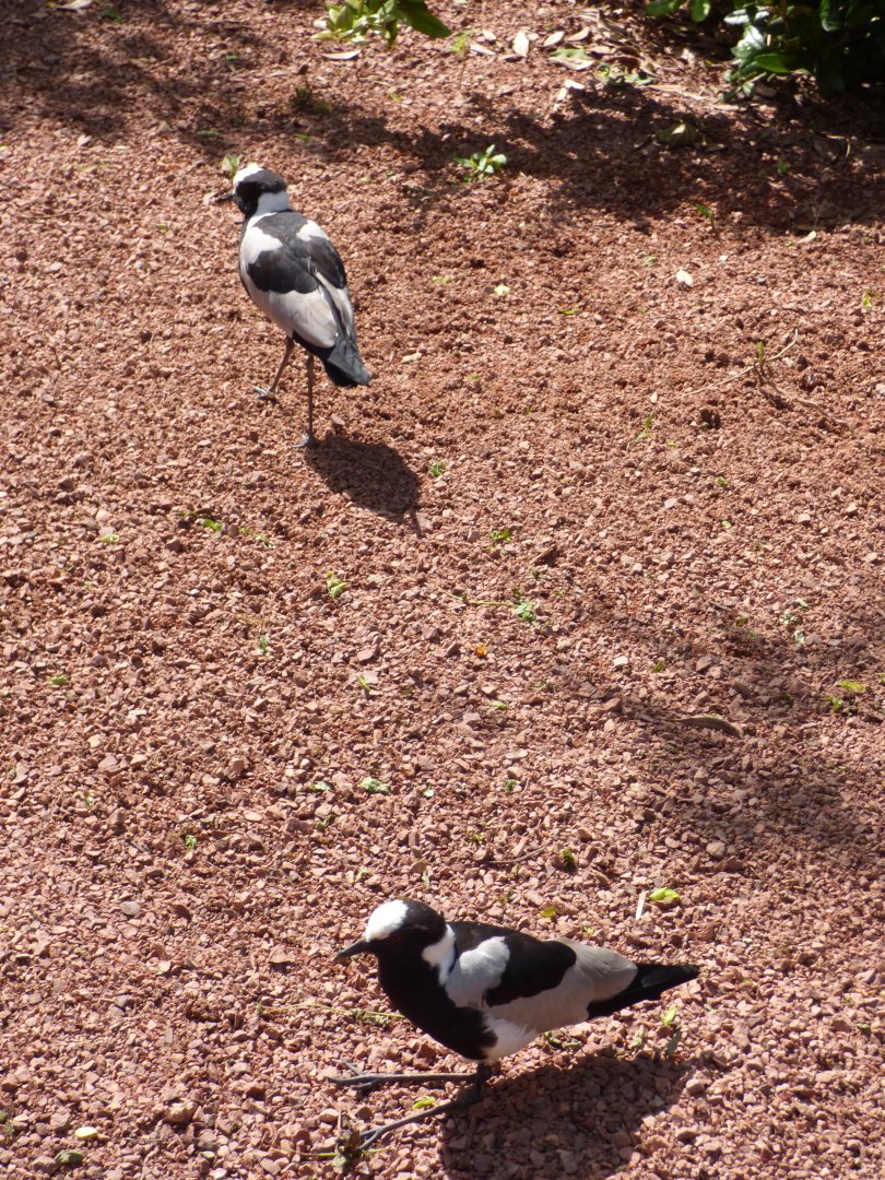 Chester's Pair of Blacksmith Plover