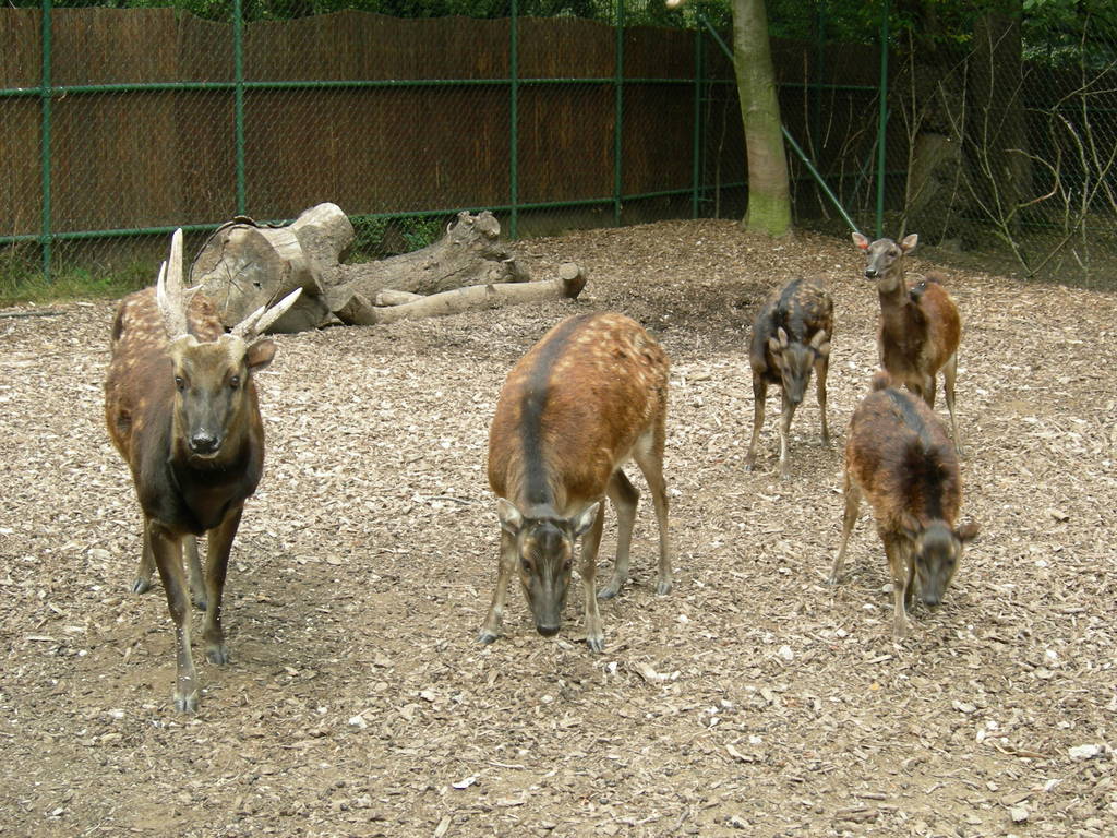Chester's philippine spotted deer