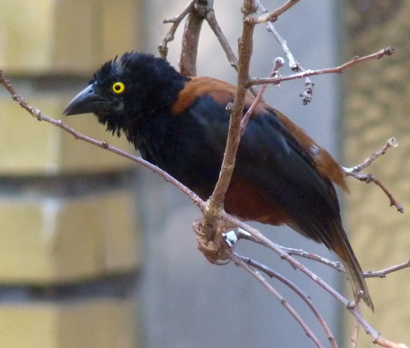 Chestnu-and-black Vieillot's black weaver (Ploceus nigerrimus ssp. castaneofuscus)