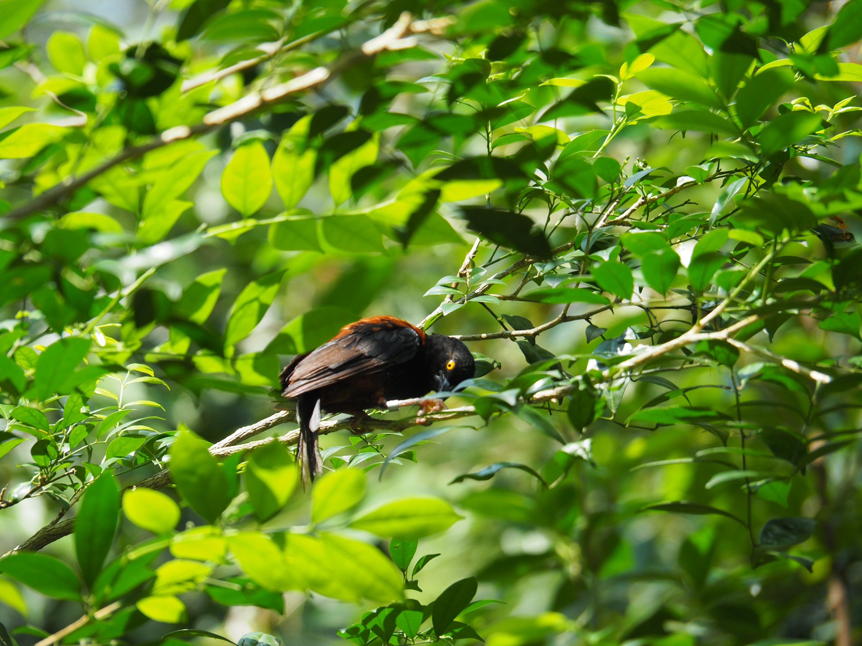 Chestnut-and-Black Weaver at Jurong Bird Park