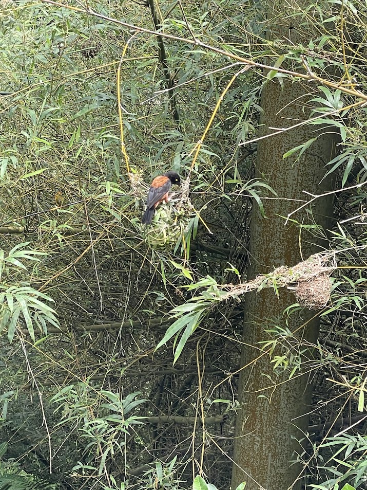 Chestnut-and-black Weaver male (Ploceus nigerrimus)