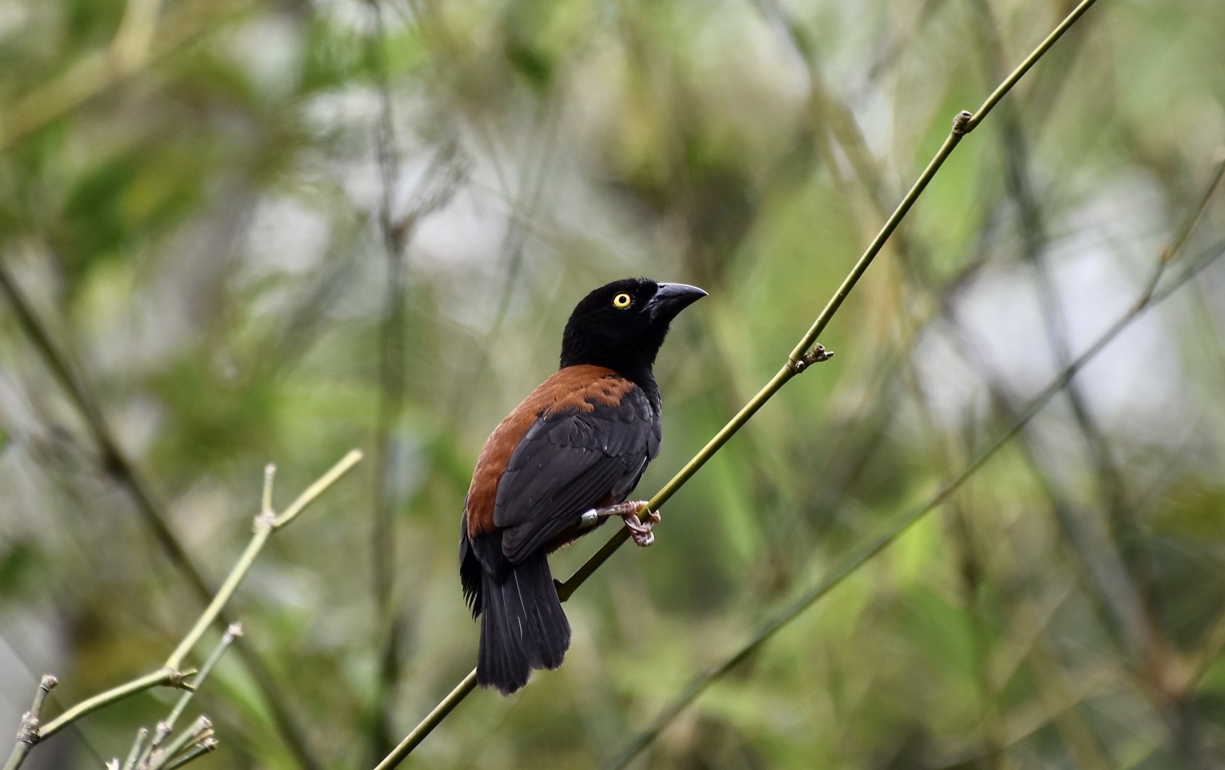 Chestnut-and-Black Weaver (Ploceus castaneofuscus) male