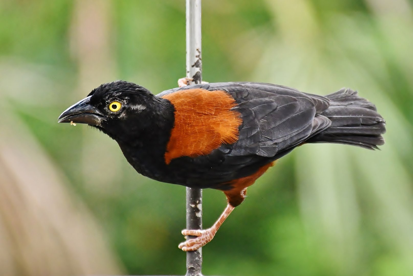 Chestnut-and-black Weaver (Ploceus castaneofuscus)