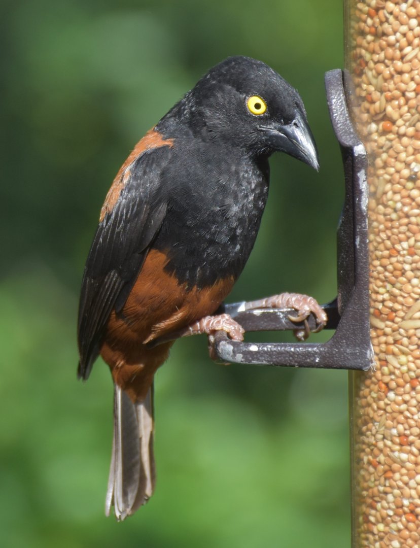 Chestnut-and-black Weaver (Ploceus castaneofuscus)