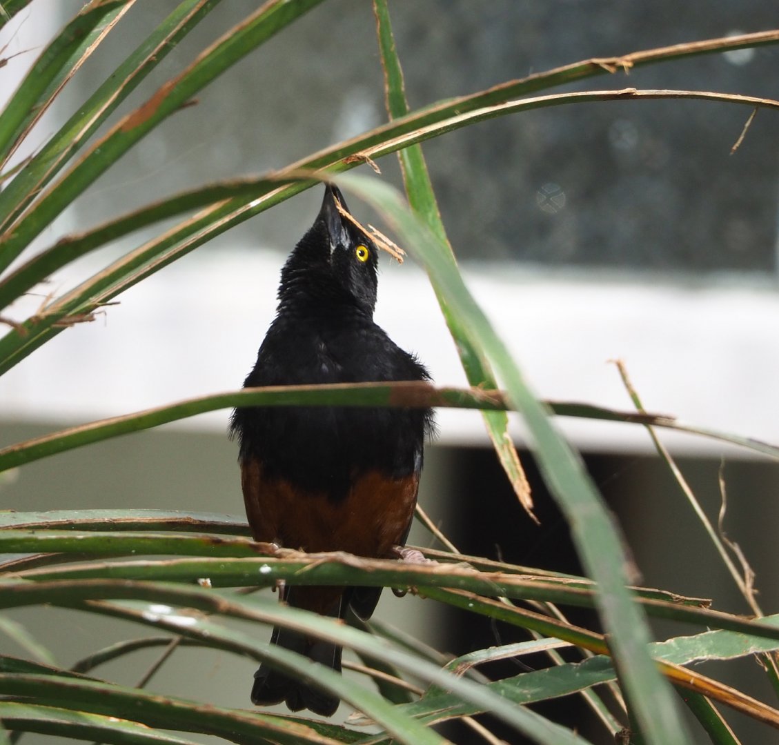 Chestnut-and-black weaver (Ploceus nigerrimus castaneofuscus), 2022-03-16