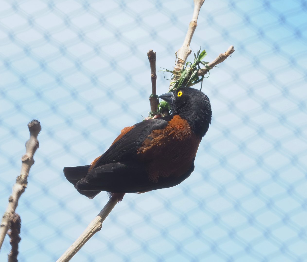 Chestnut-and-black weaver (Ploceus nigerrimus castaneofuscus), 2023-04-08