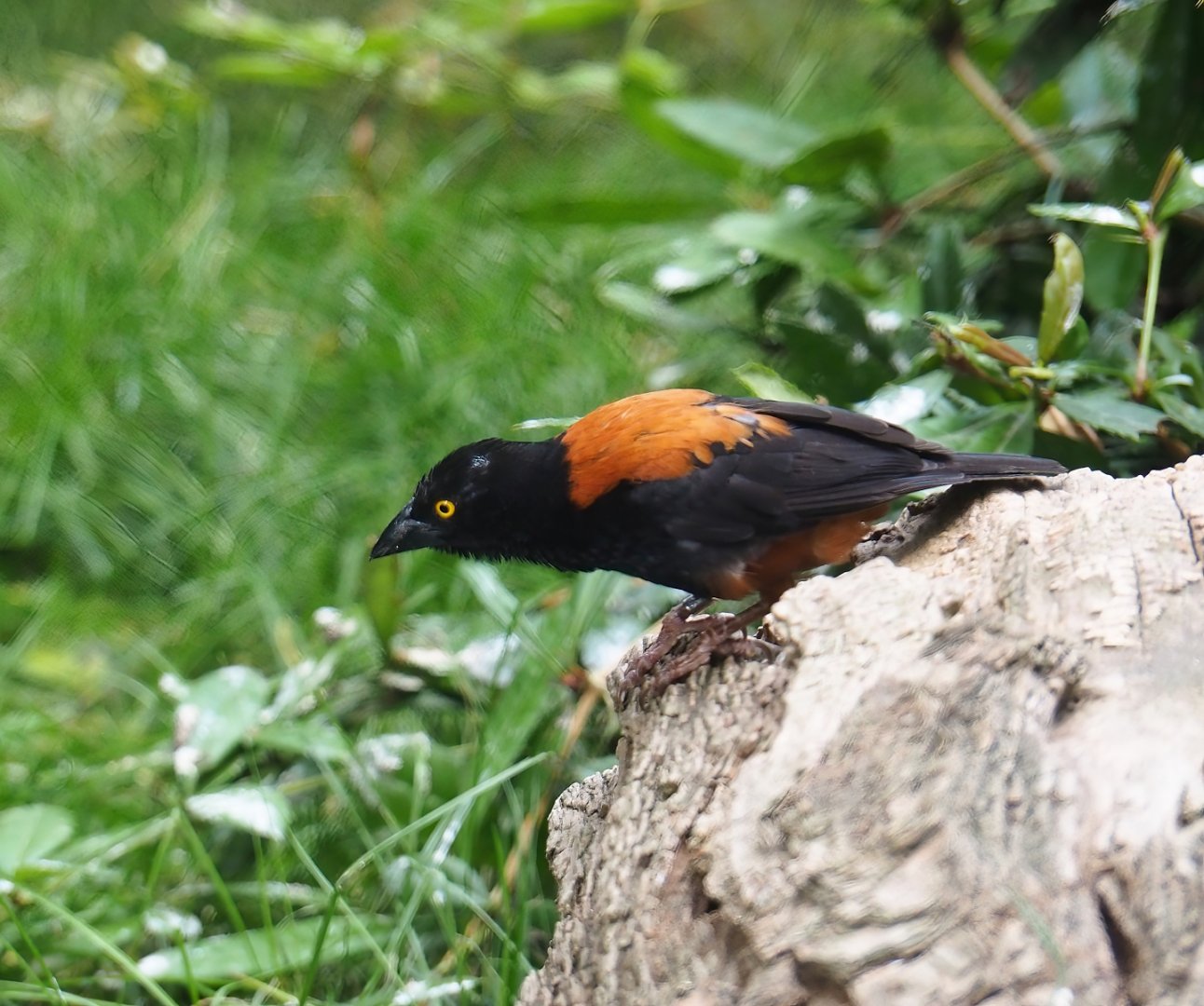Chestnut-and-black weaver (Ploceus nigerrimus castaneofuscus), 2023-07-22