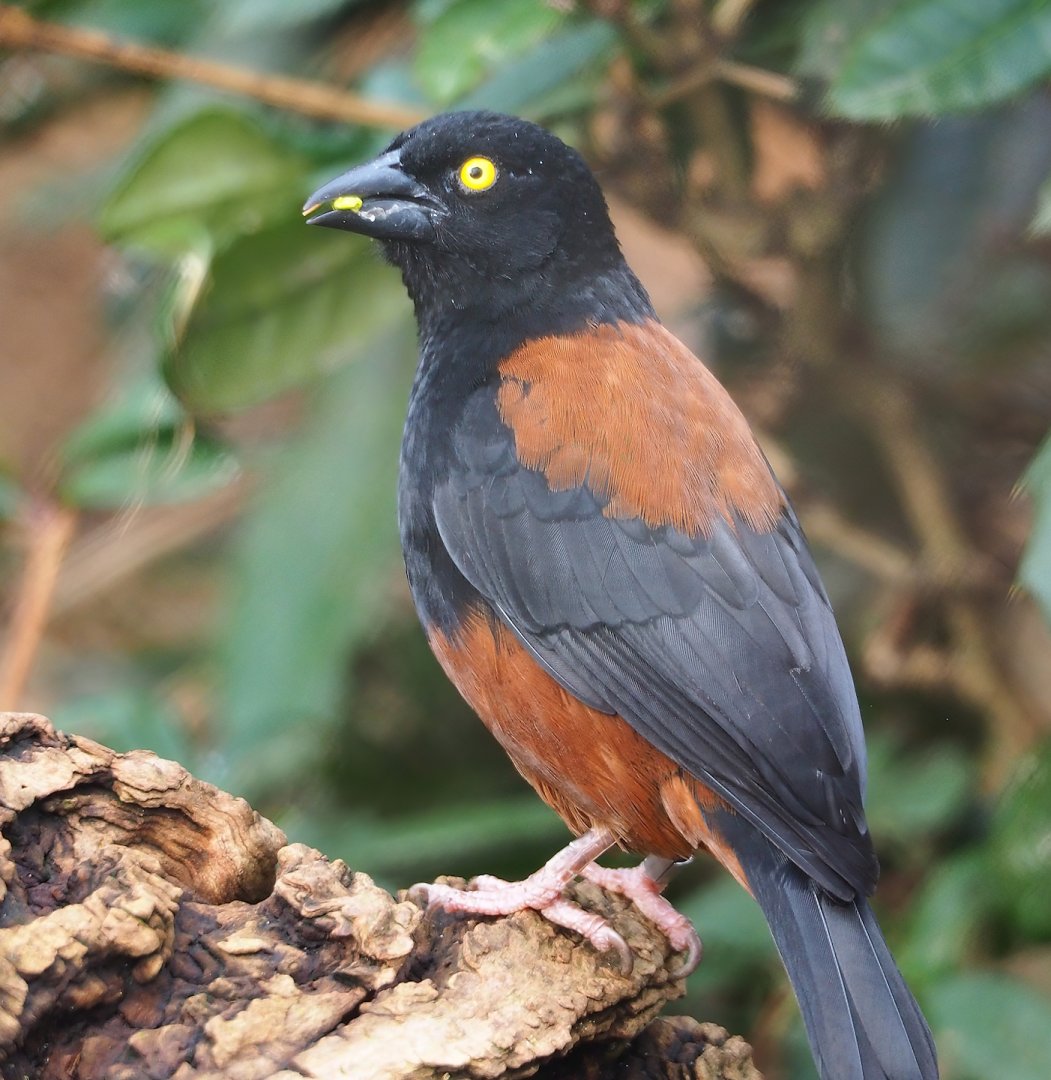 Chestnut-and-black weaver (Ploceus nigerrimus castaneofuscus), 2024-02-17