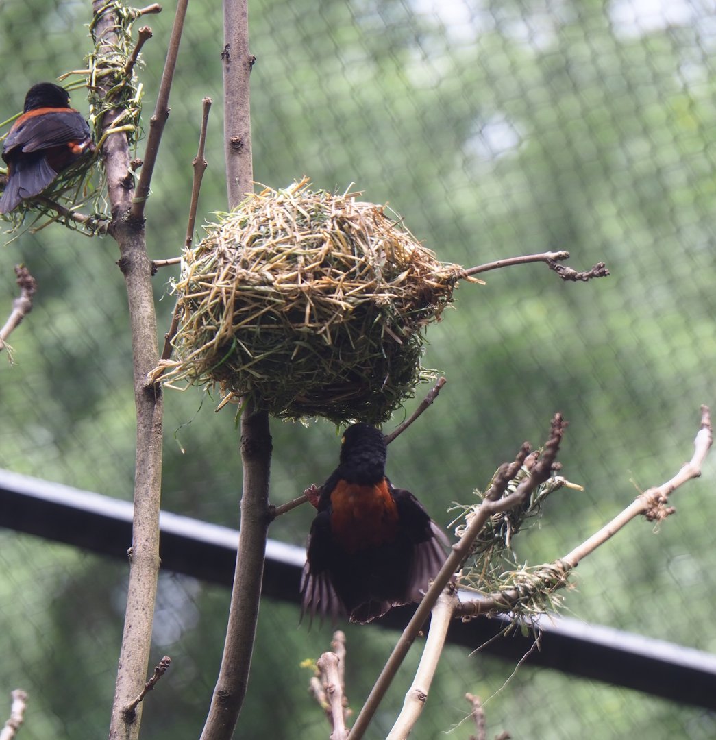 Chestnut-and-black weaver (Ploceus nigerrimus castaneofuscus) making nests, 2023-07-02