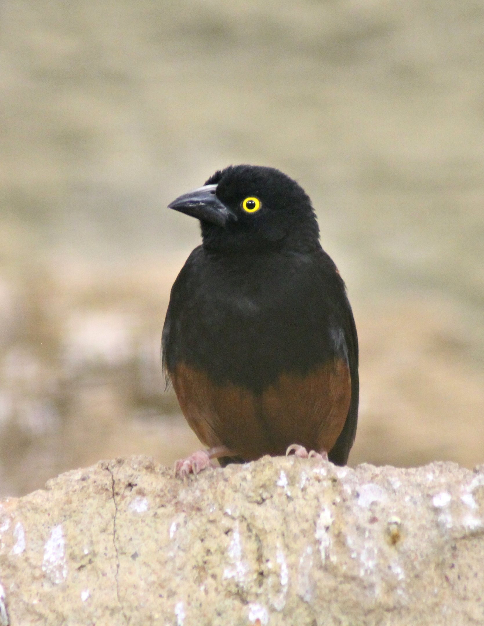 Chestnut-and-black weaver (Ploceus nigerrimus castaneofuscus)
