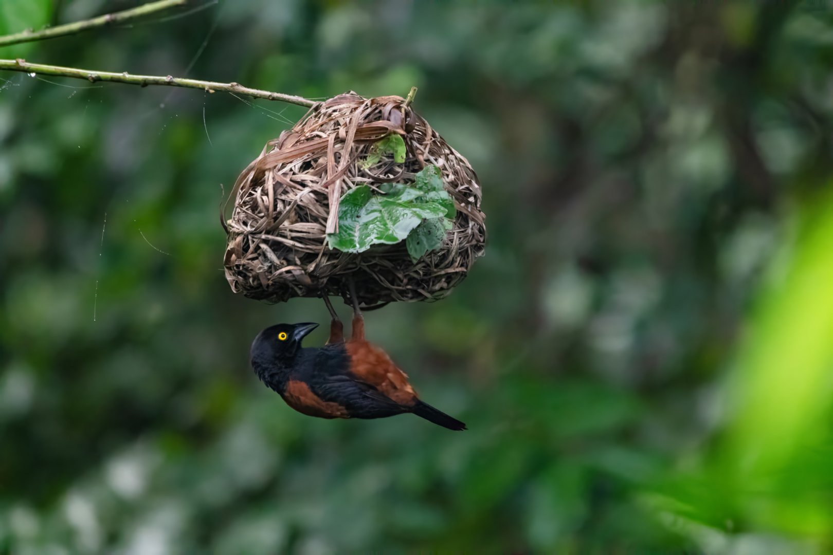 Chestnut-and-Black Weaver