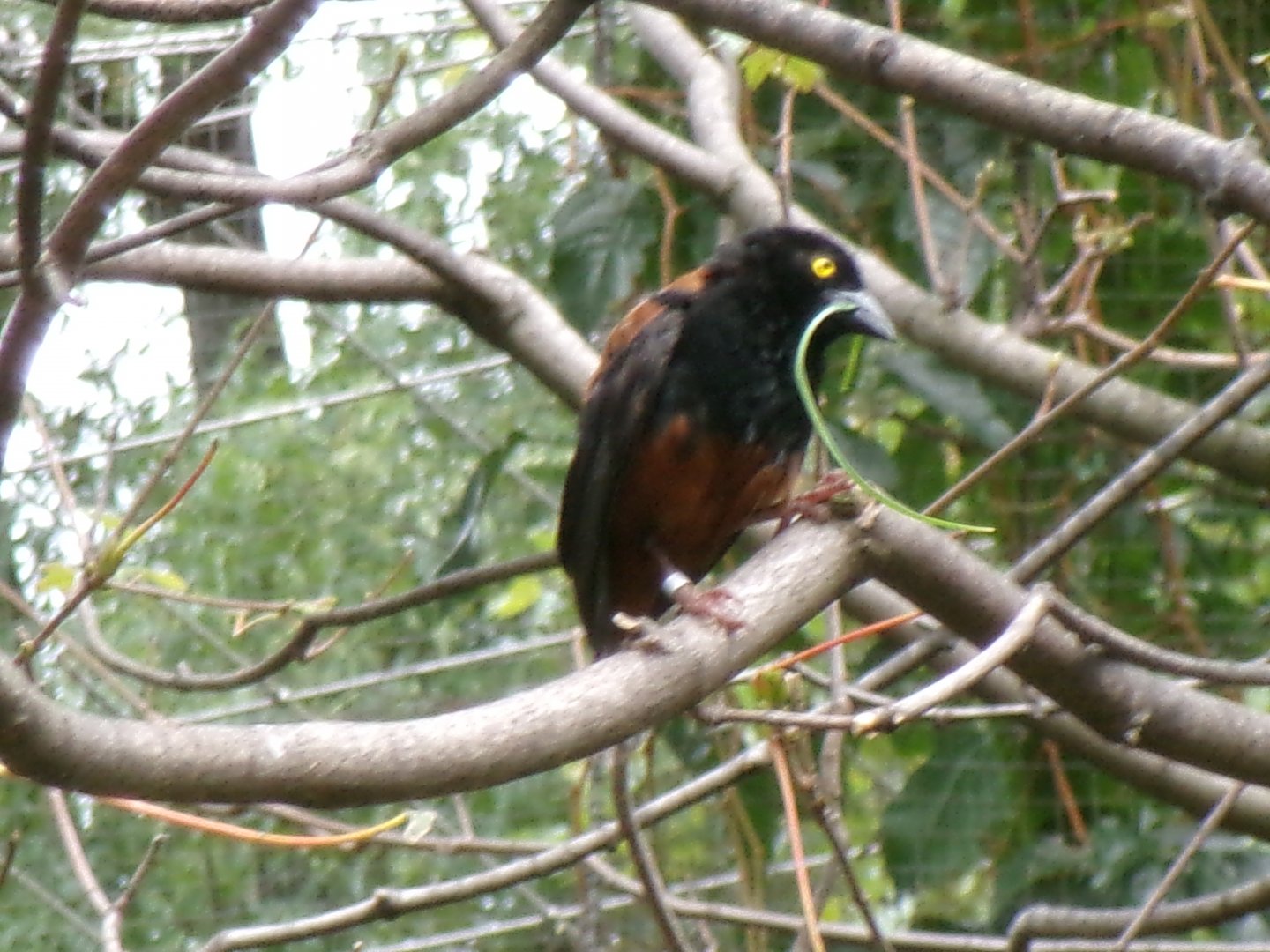 Chestnut-and-black weaver