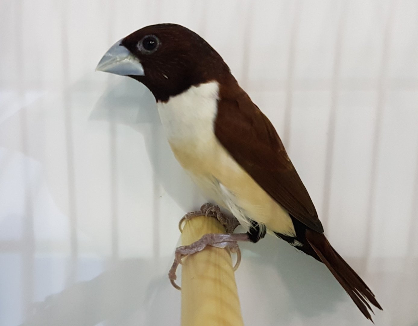 Chestnut-and-white mannikin - Lonchura quinticolor