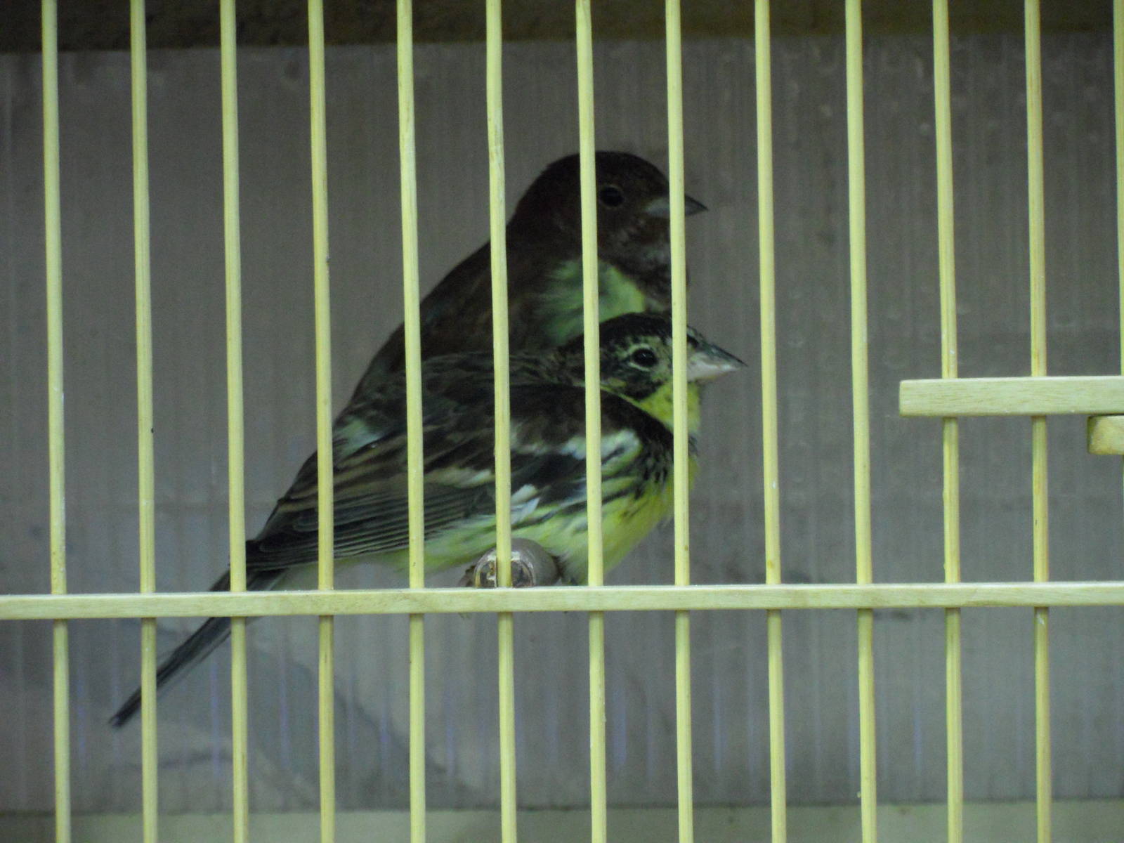 Chestnut and yellow-breasted buntings - bird show'12