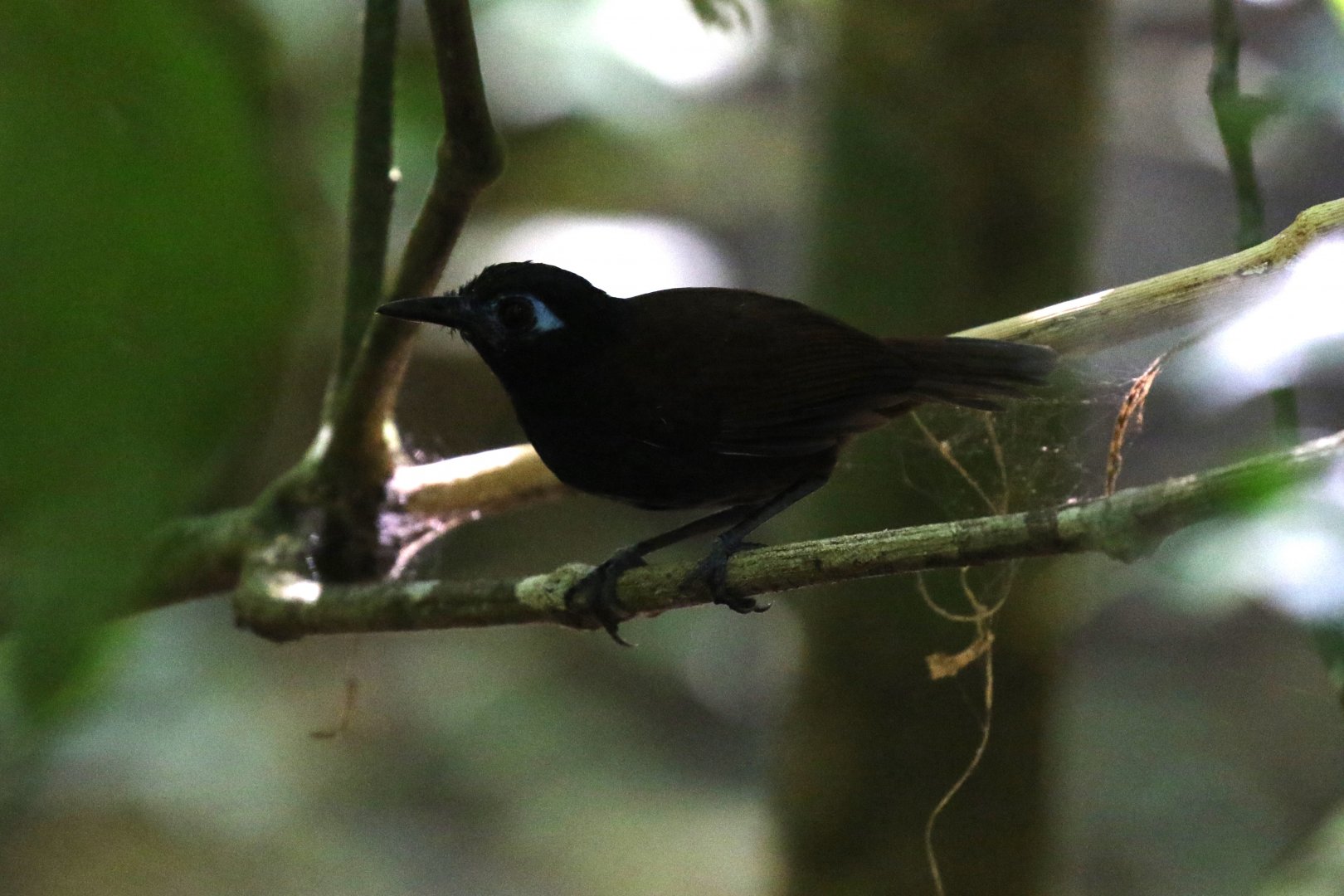 Chestnut-backed Antbird