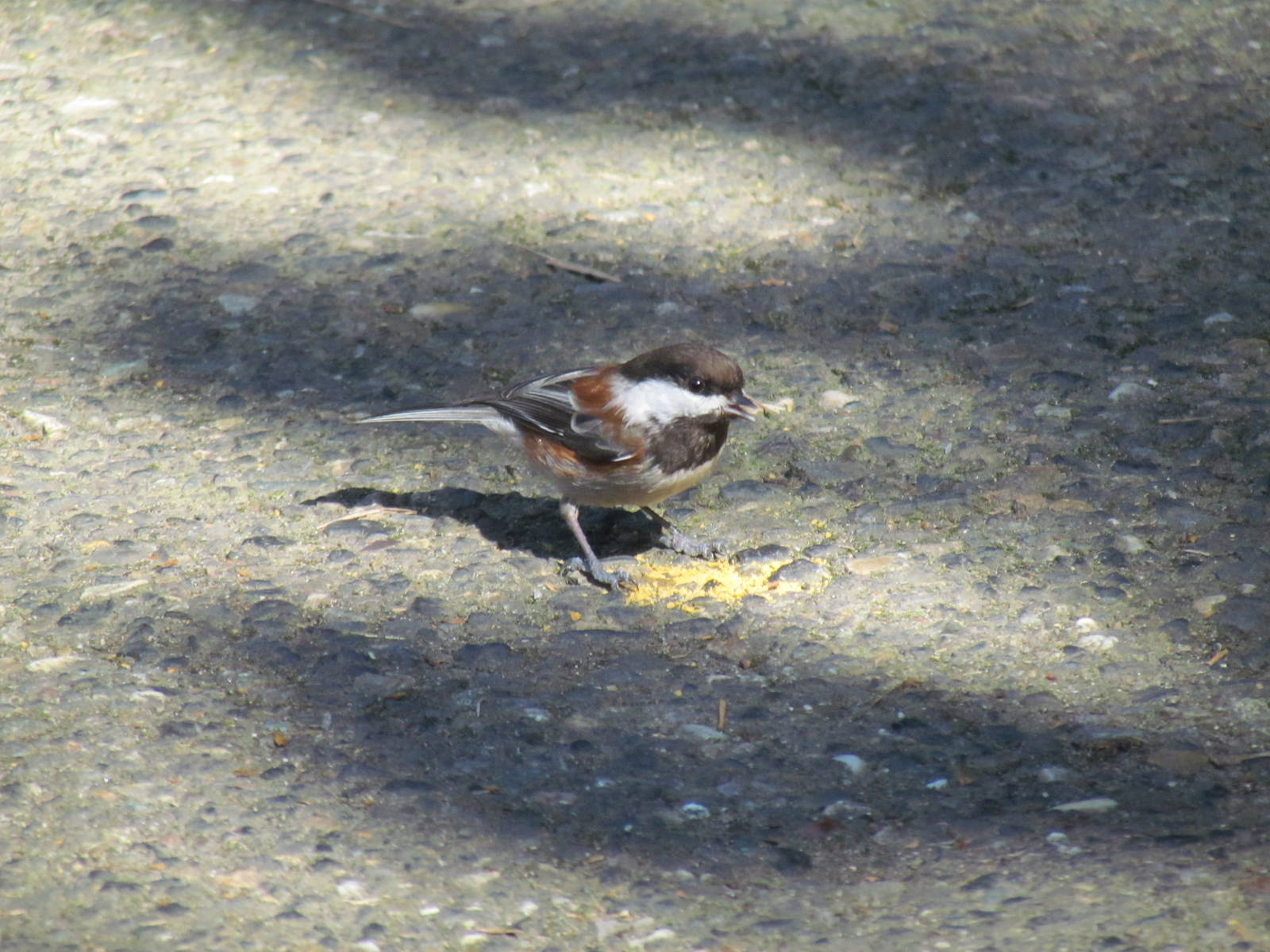 Chestnut-backed Chickadee (wild)