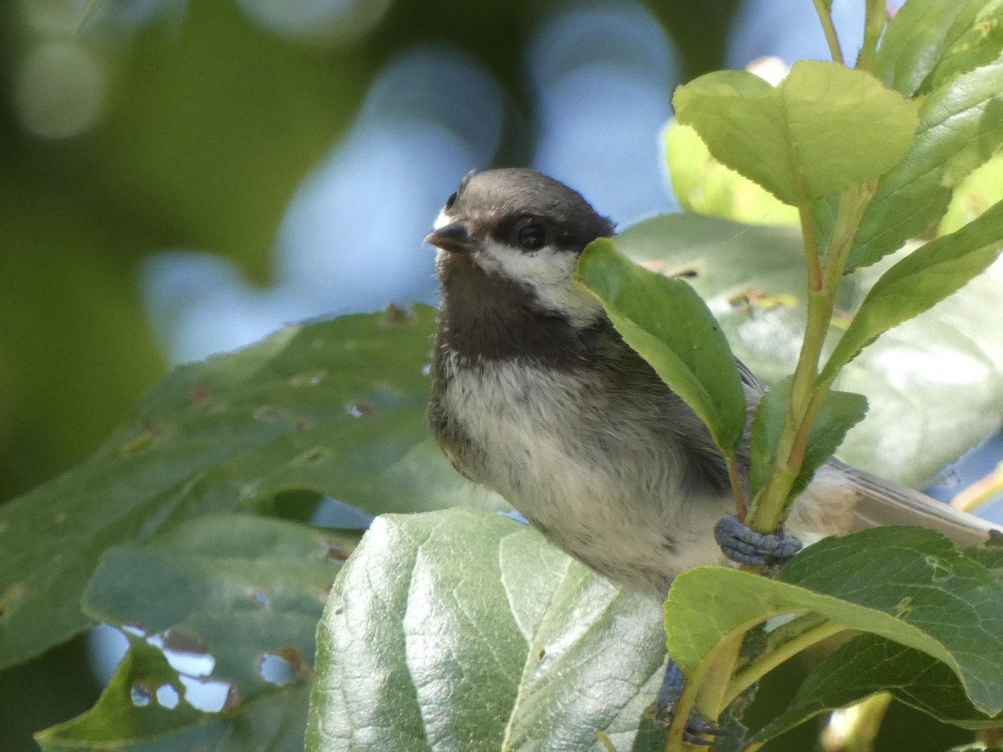 Chestnut backed chickadee
