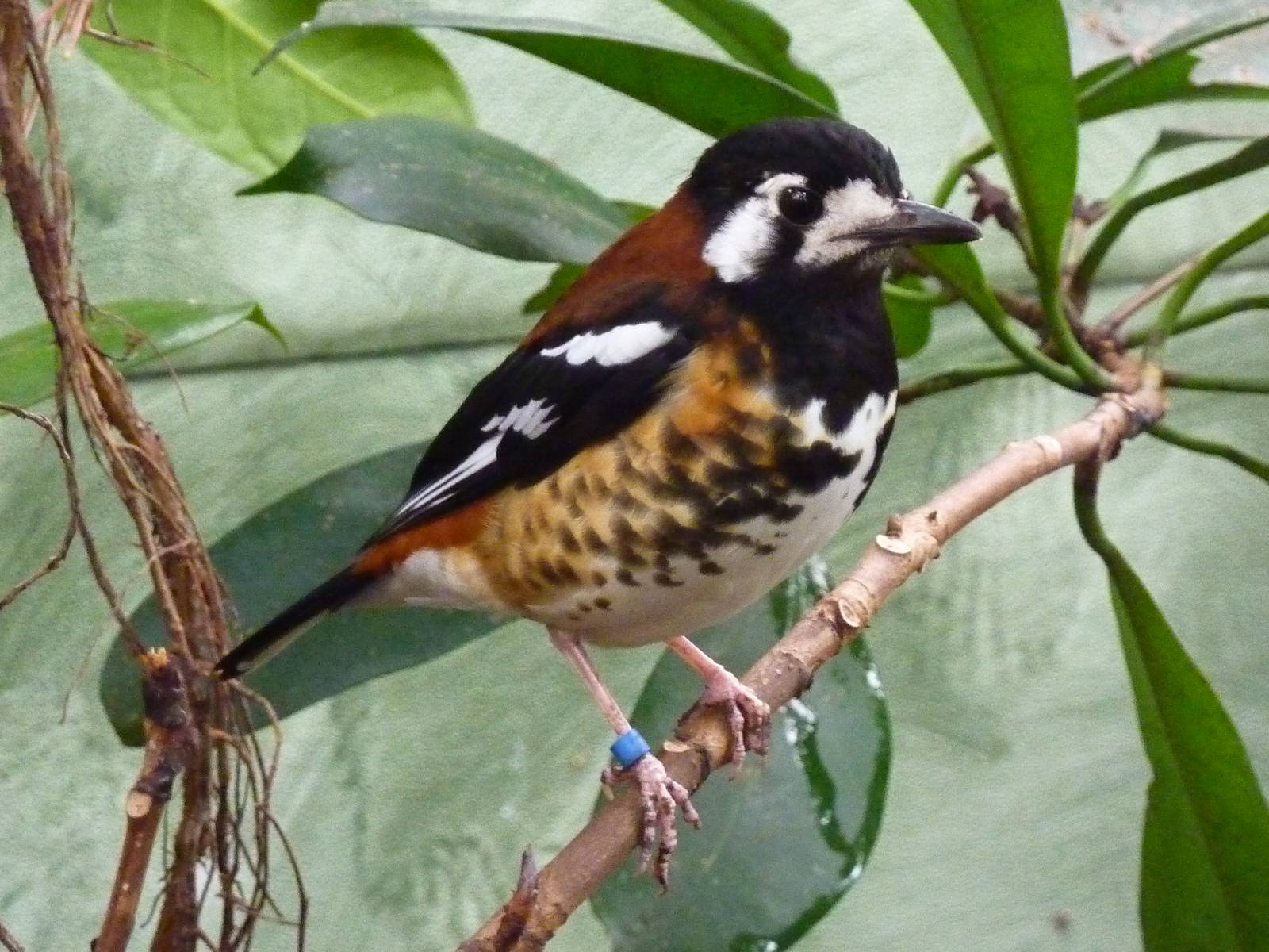 Chestnut-backed ground-thrush - 2012
