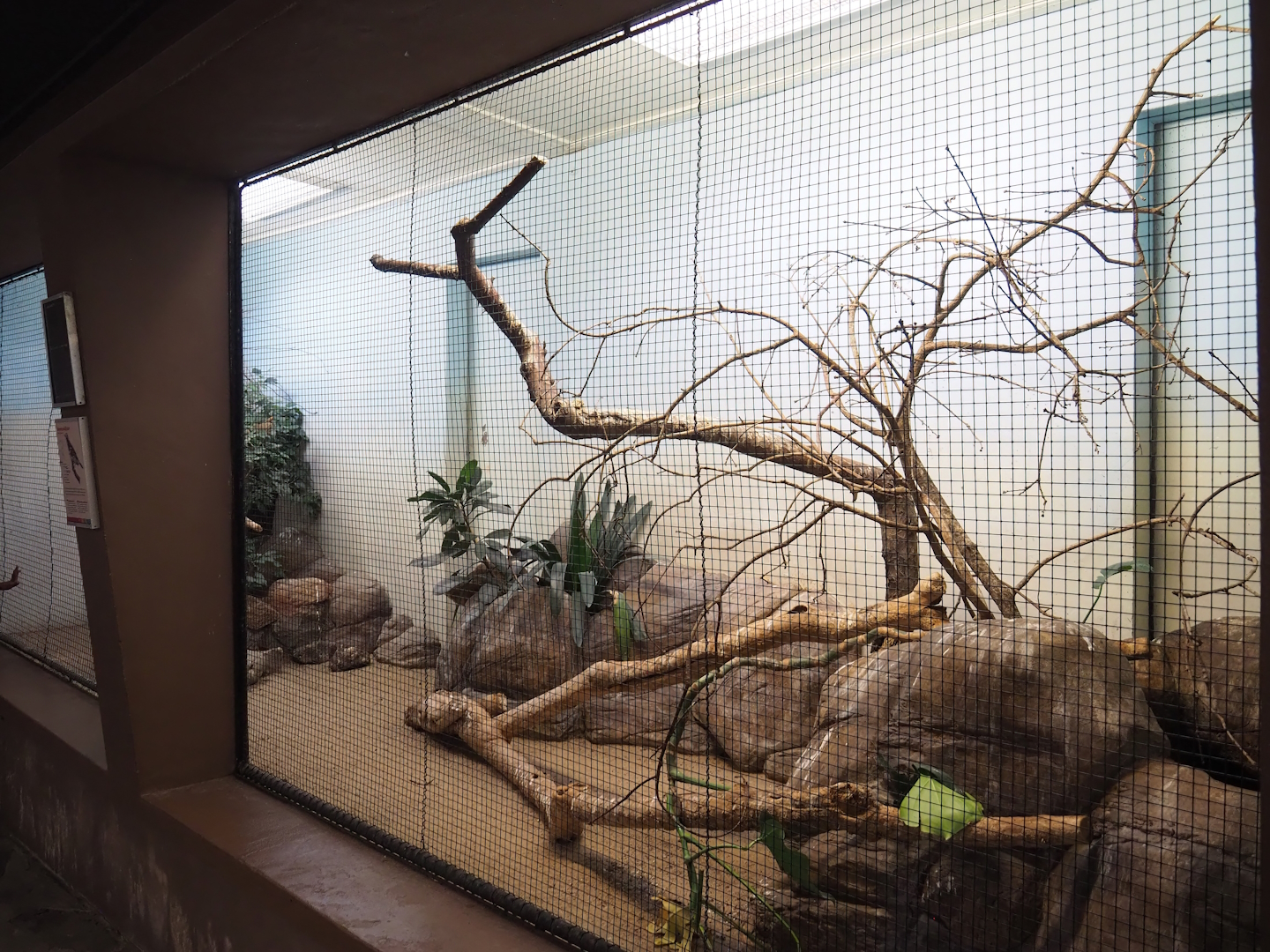 Chestnut-backed ground-thrush and Eastern superb fruit-dove aviary, 2023-10-07